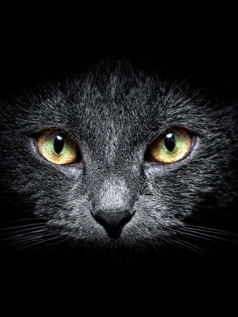 Download Dark Cute Cat iPad Wallpaper