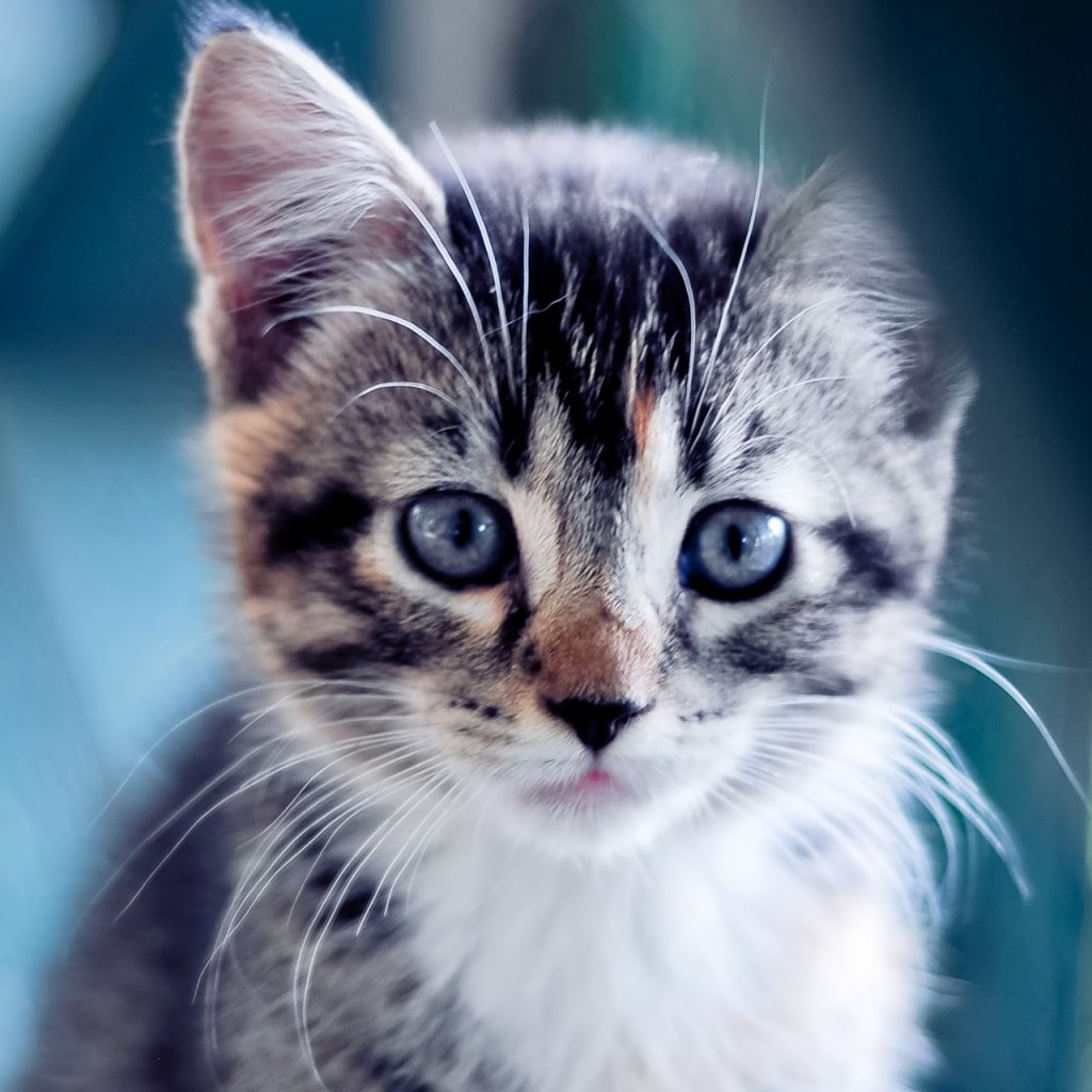 Kitty iPad Wallpaper Free Download