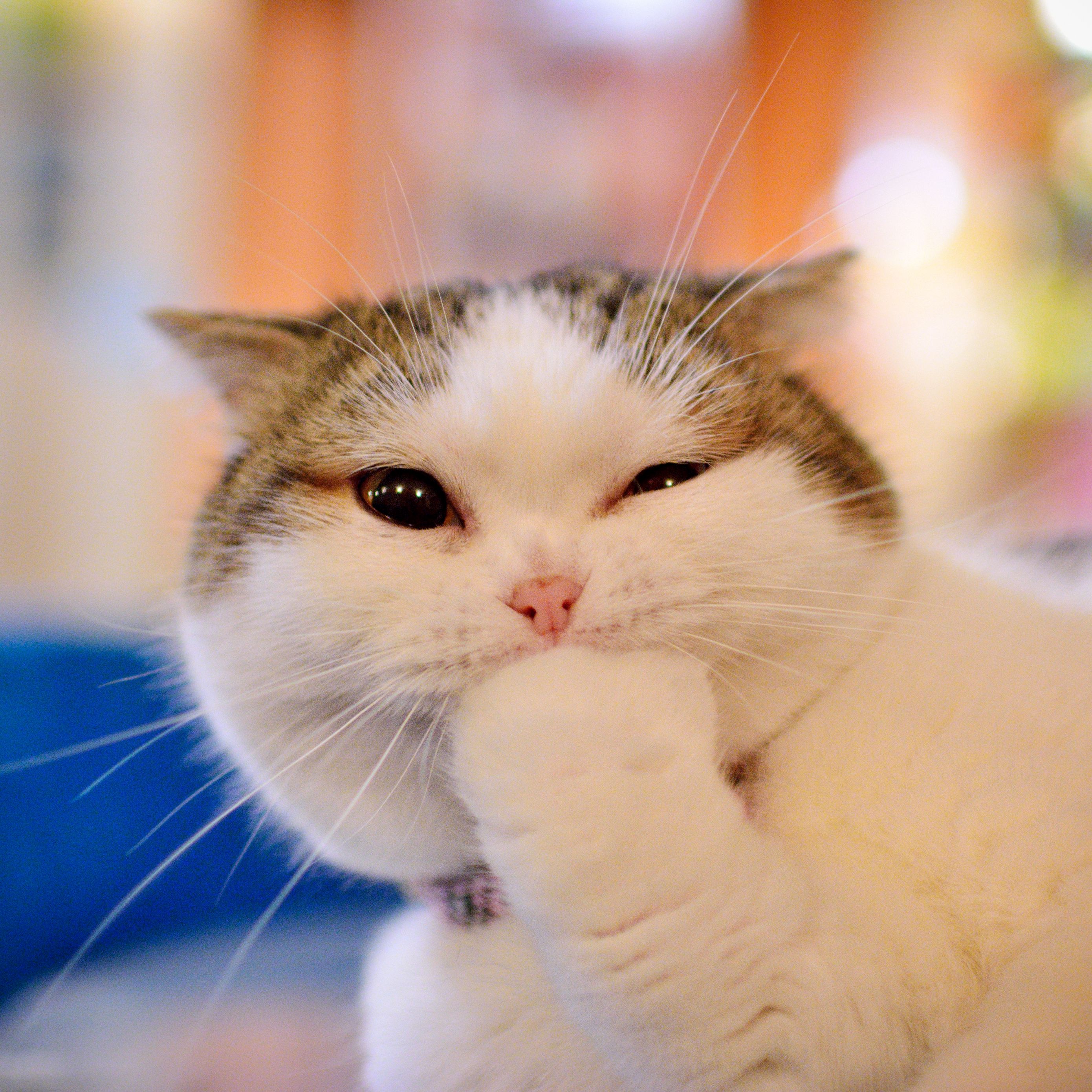 Download wallpaper 2780x2780 cat, emotions, cute, paw, muzzle ipad air, ipad air 2, ipad 3, ipad 4, ipad mini 2, ipad mini 3, ipad mini 4, ipad pro 9.7 for parallax HD background