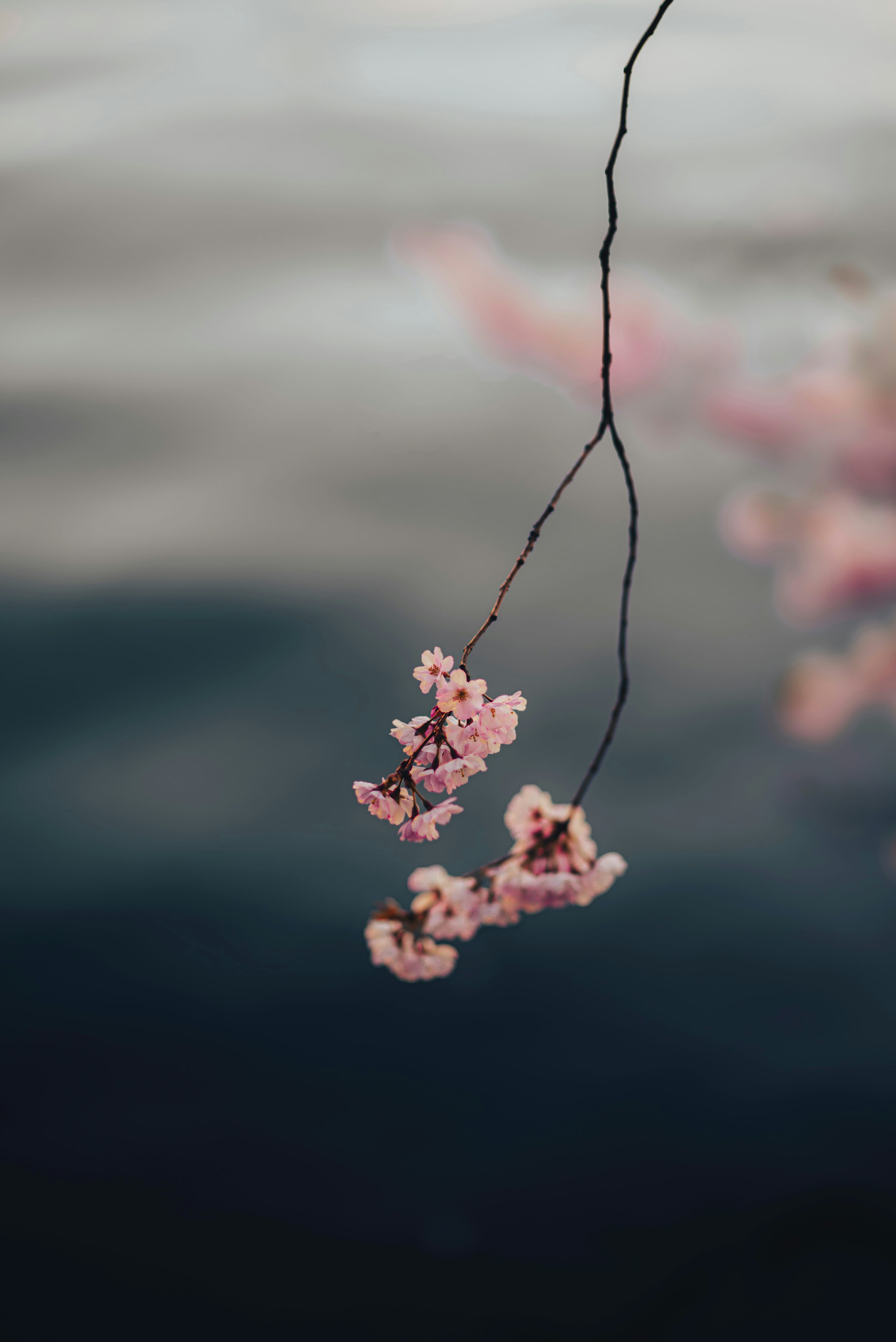 Cherry blossoms hang gracefully against a dark background. photo