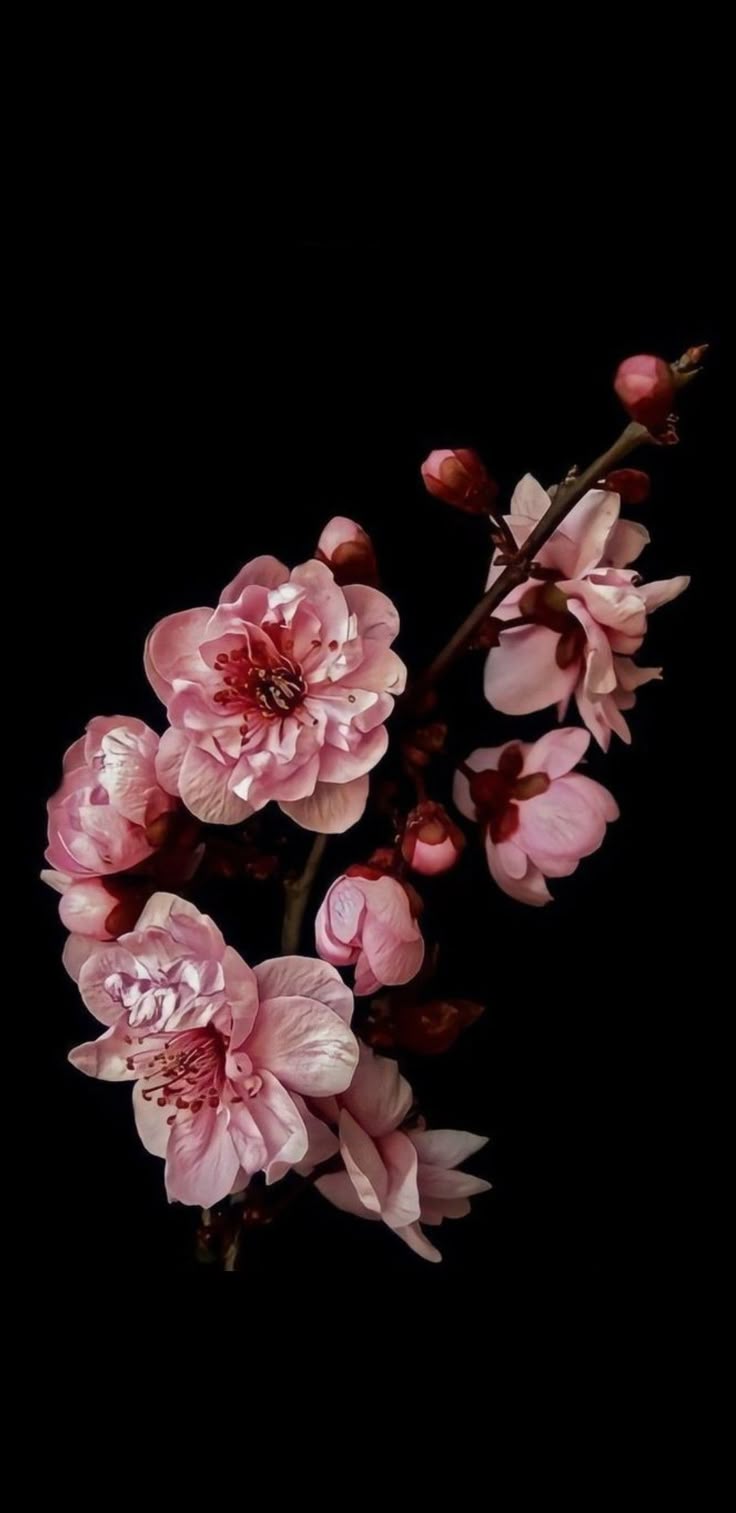 Pink Cherry Blossom Poster