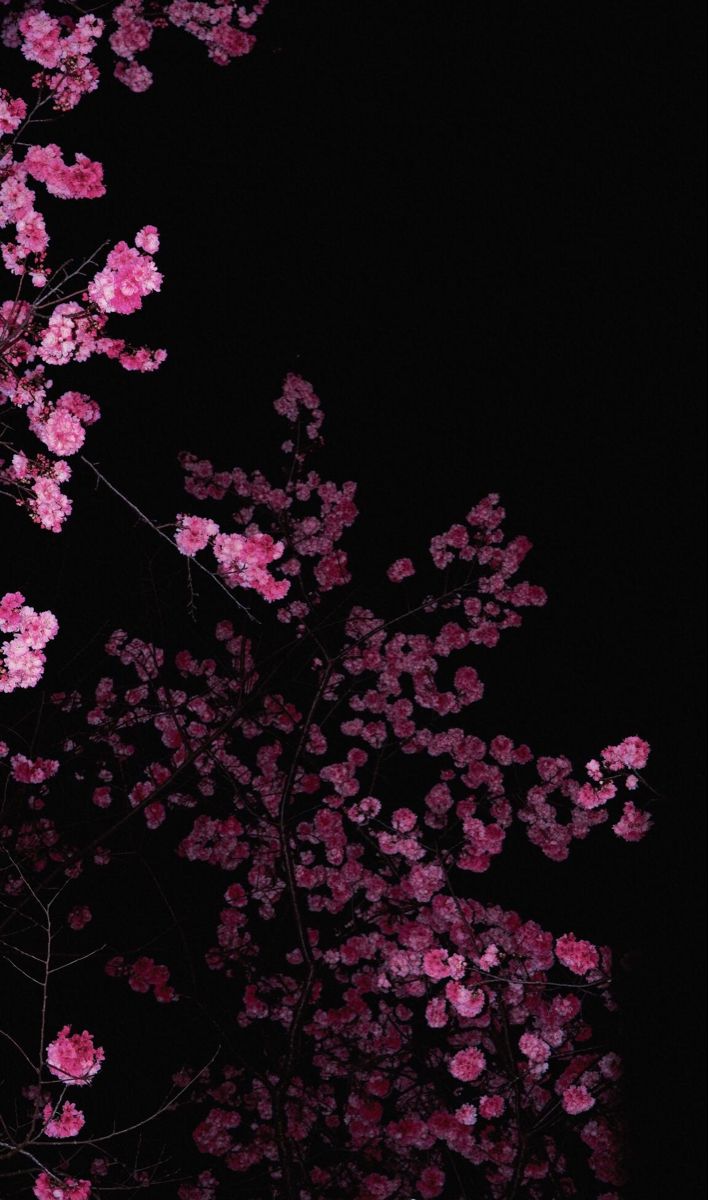 Pretty Cherry Blossom Wallpaper
