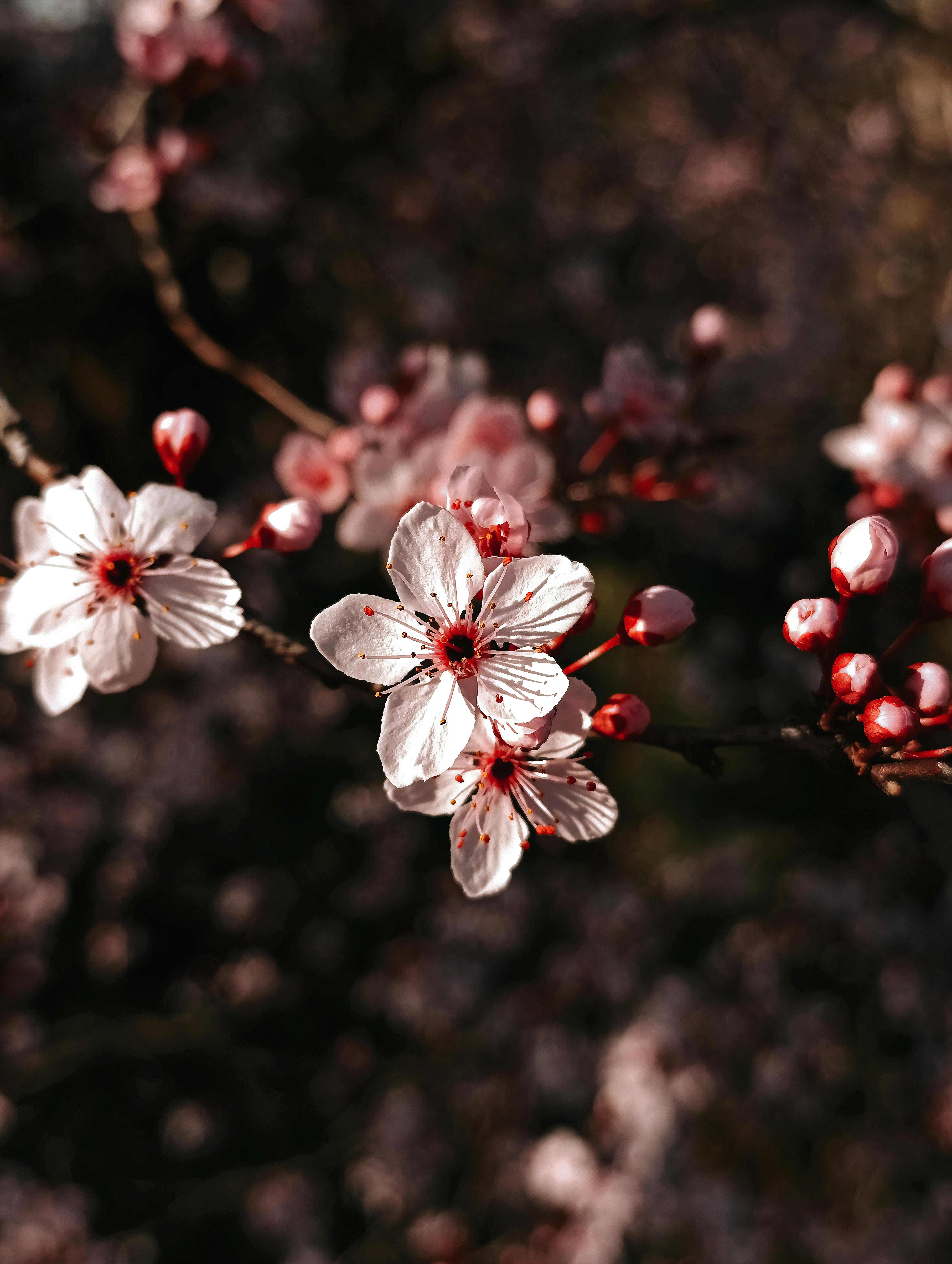 Beautiful Cherry Blossoms in Springtime · Free