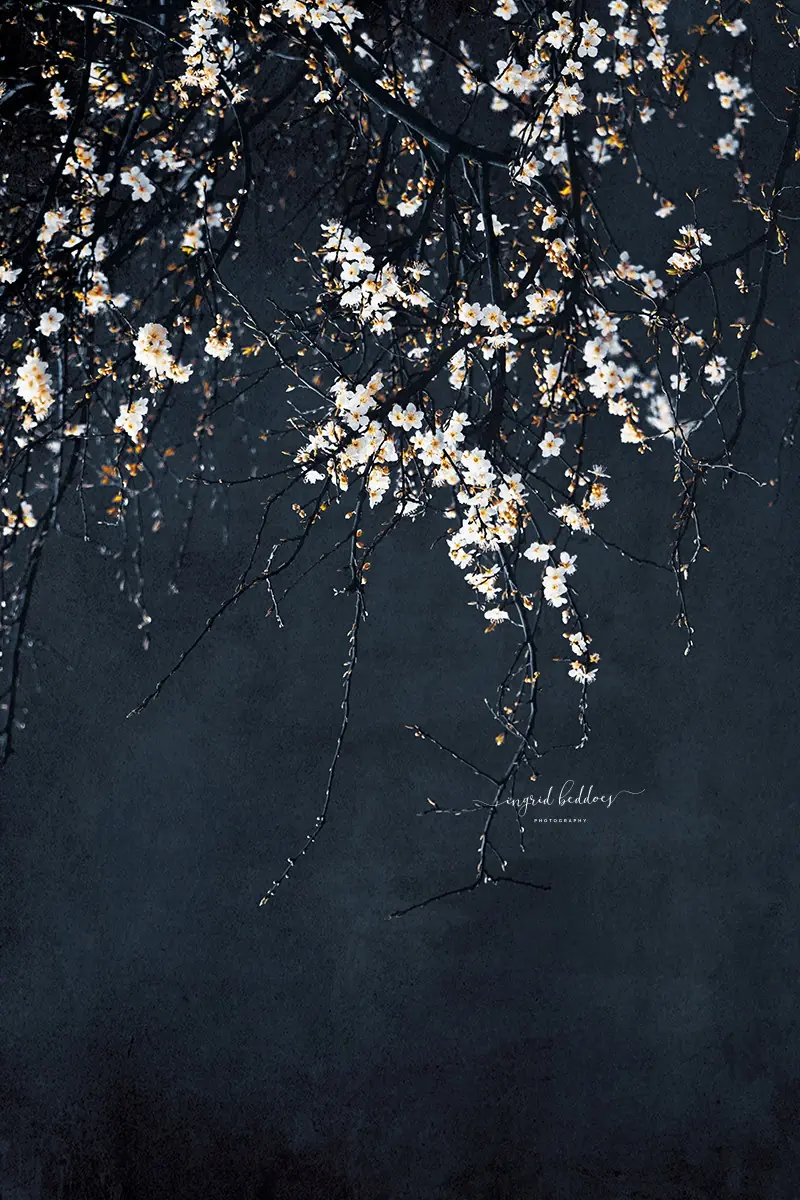 Moody Cherry Blossom Fine Art Print