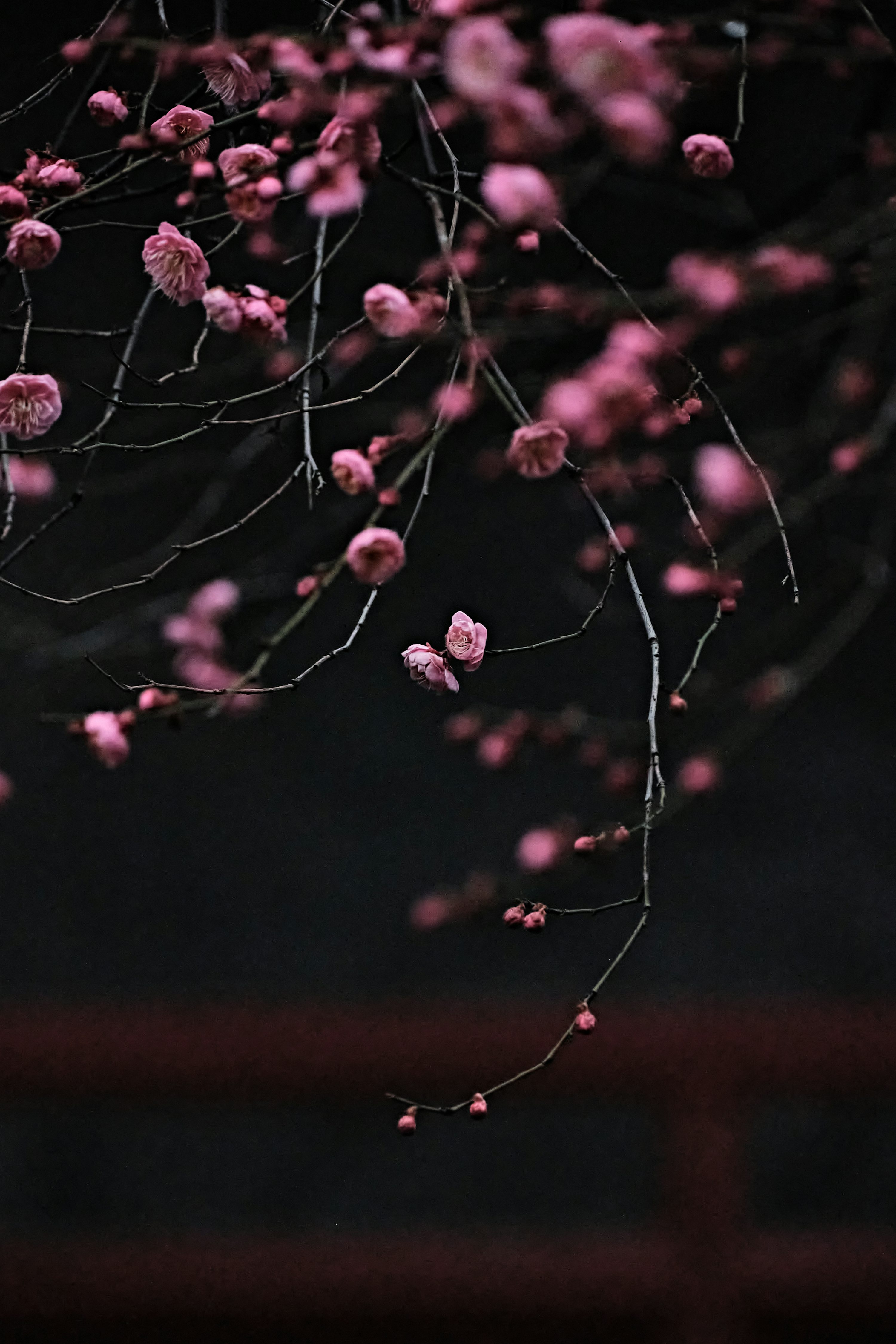 A tree with pink flowers in the dark photo