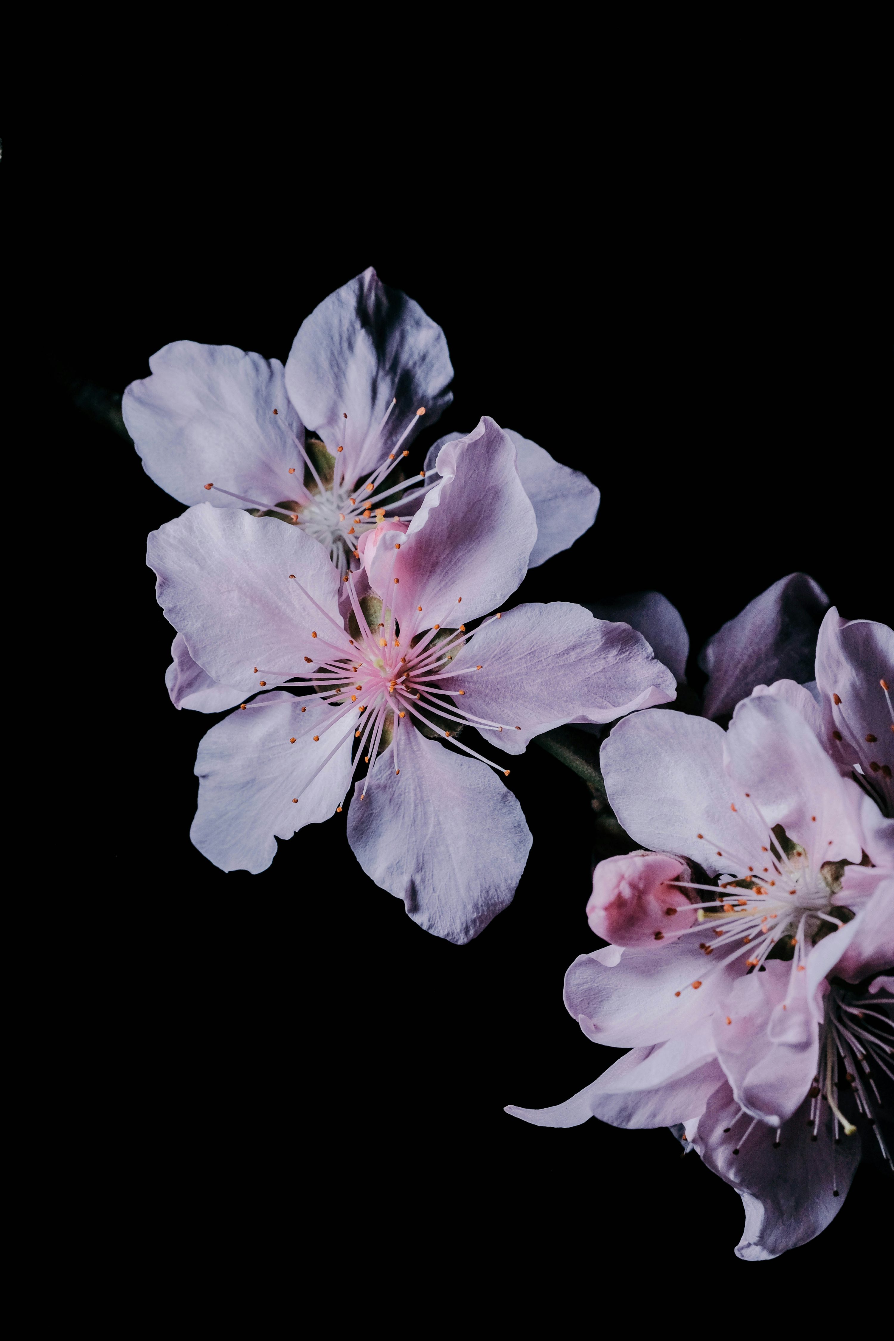 Beautiful light pink flowers against a black background. photo