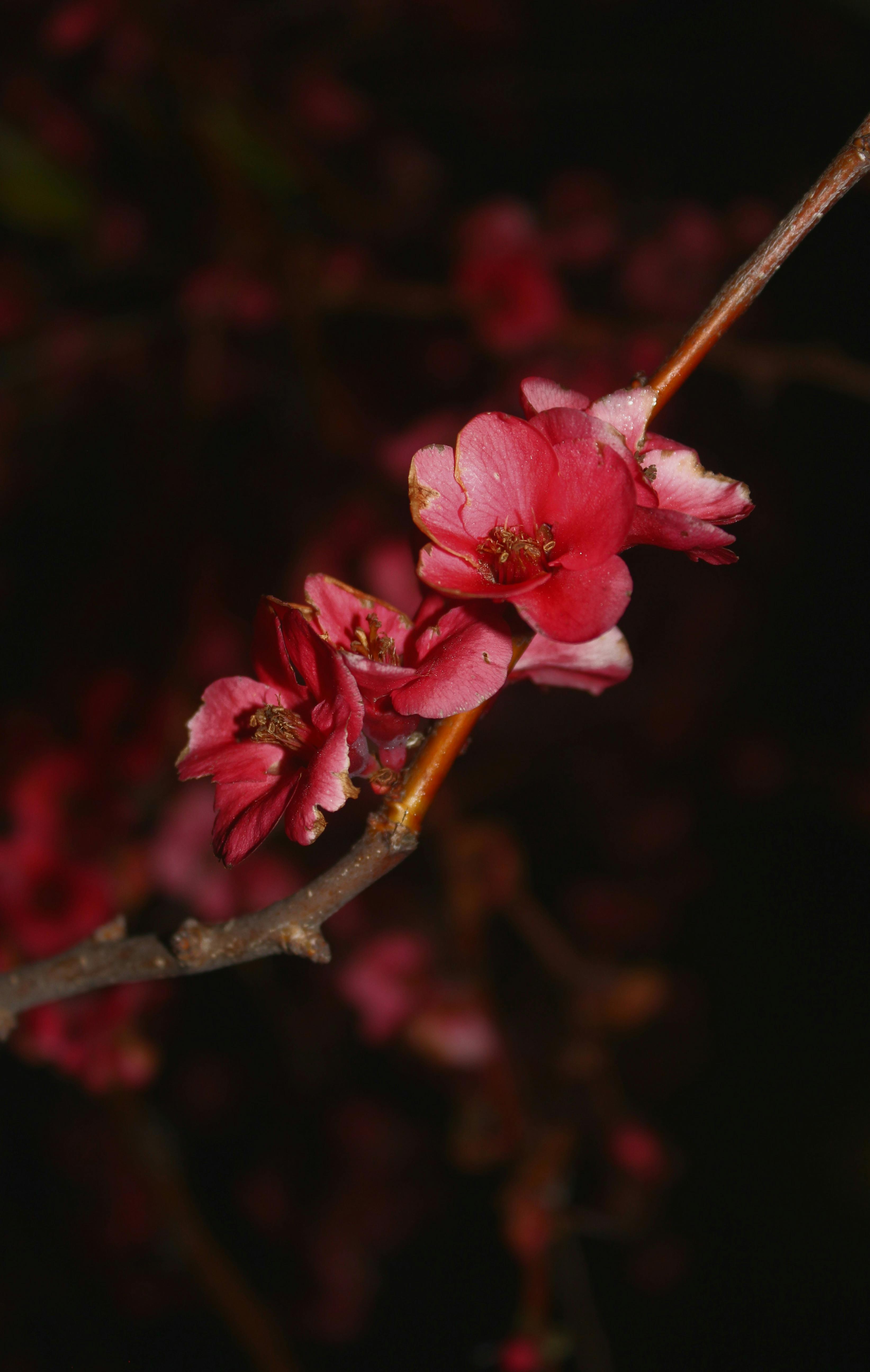Elegant Cherry Blossom Against Dark Background · Free