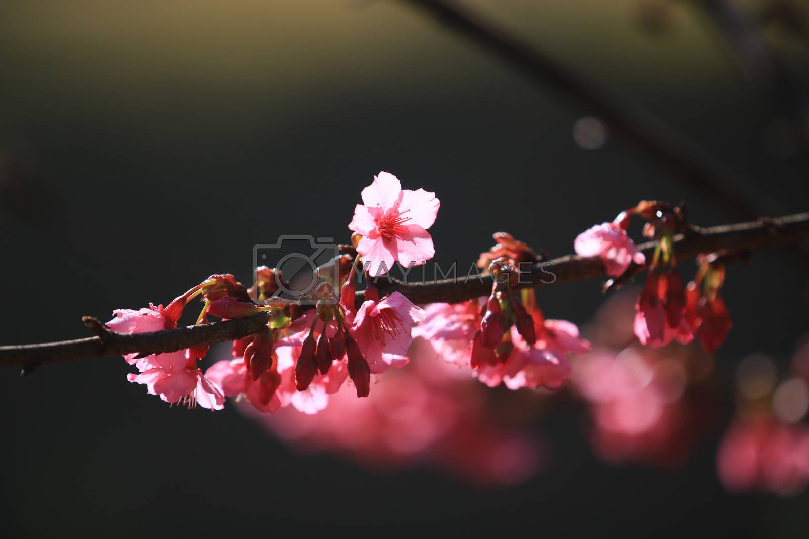 Cherry Blossom or Sakura flower on nature background in garden, Beautiful Cherry Blossom flower with branch and sunlight in dark background and bokeh concept darktone sakura by anlomaja Vectors & Illustrations with Unlimited