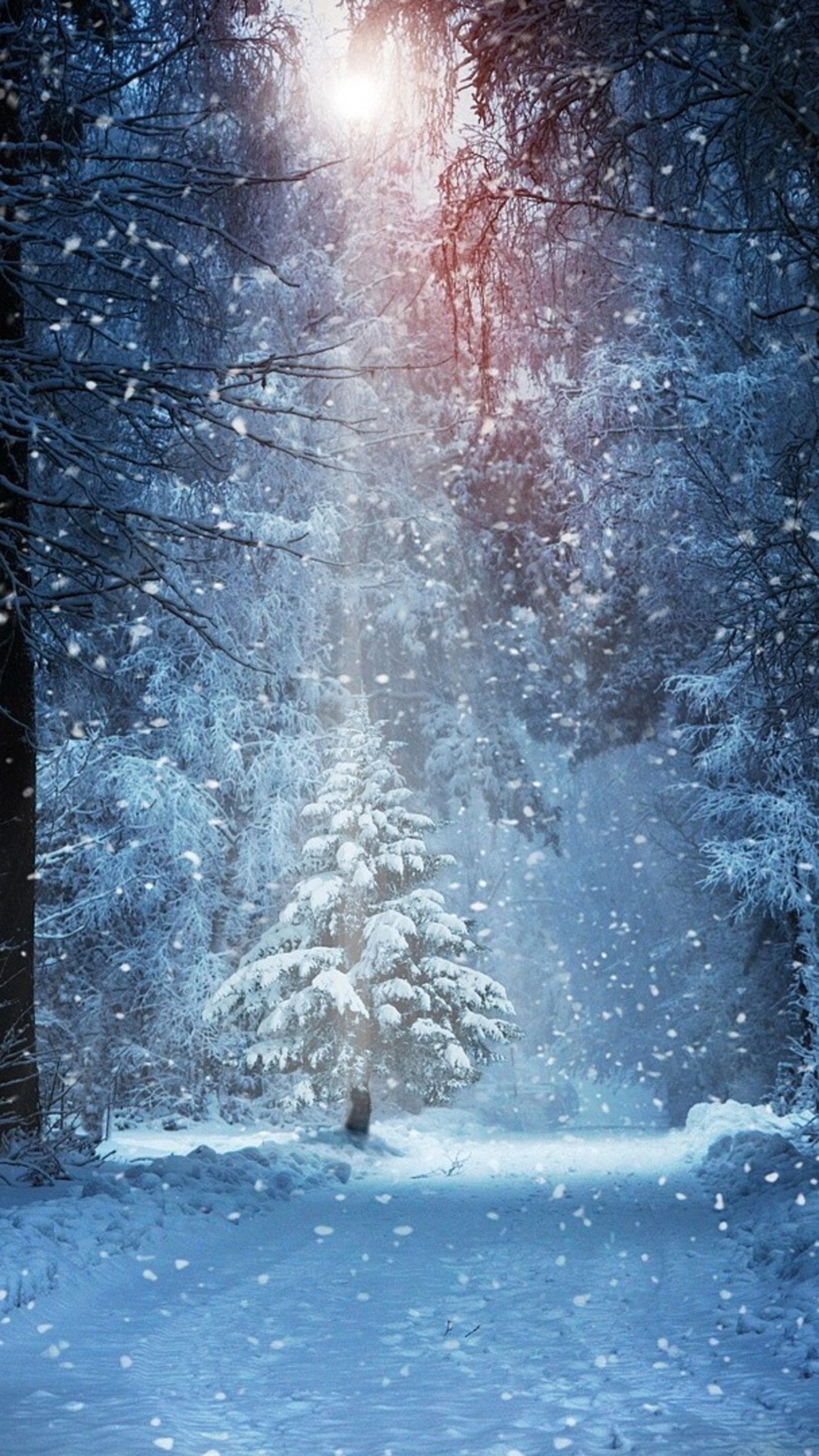 Snow Covered Forest During Winter 4K HD Nature Wallpaper