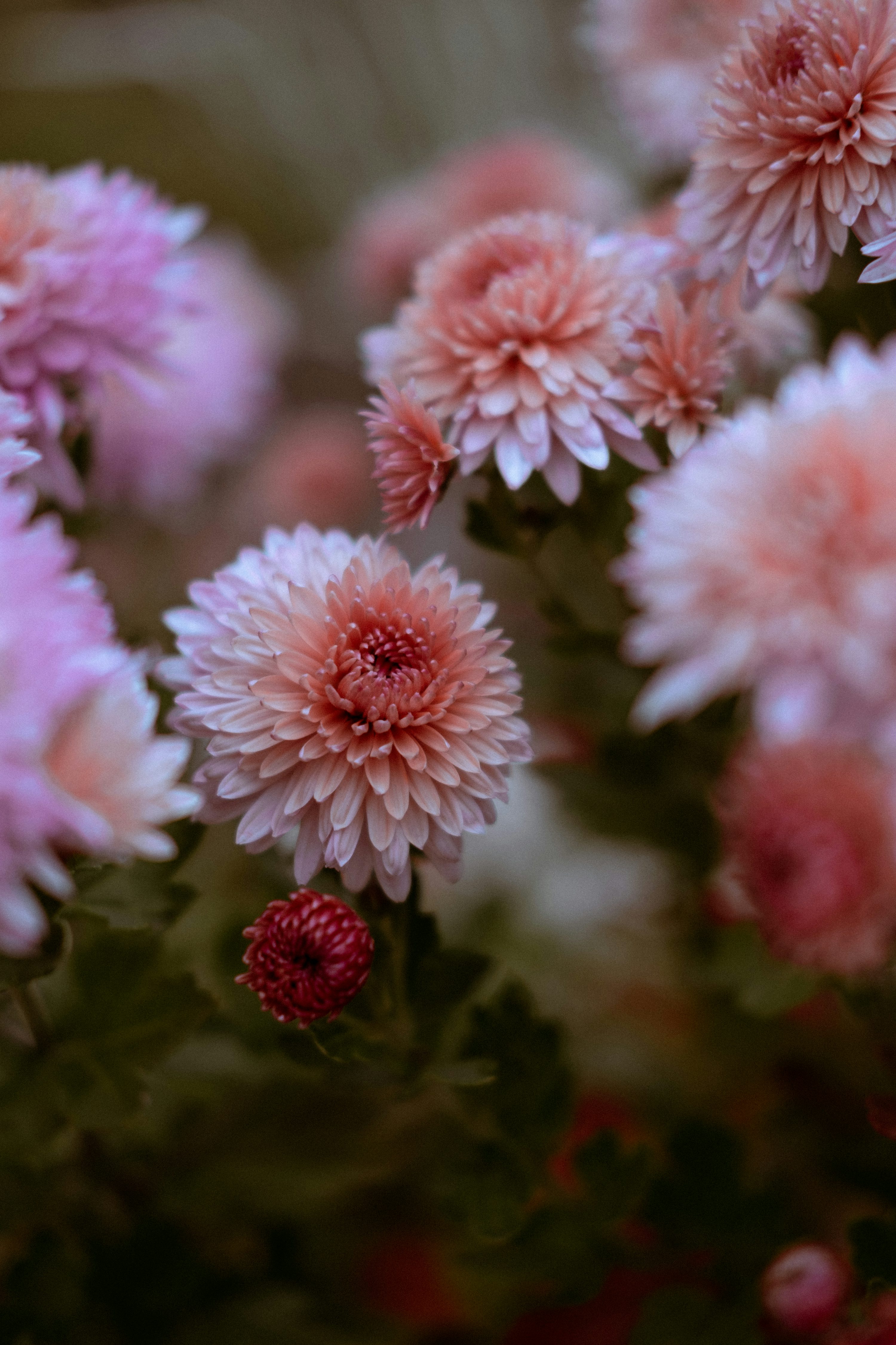 Autumn Flowers Picture. Download Free Image