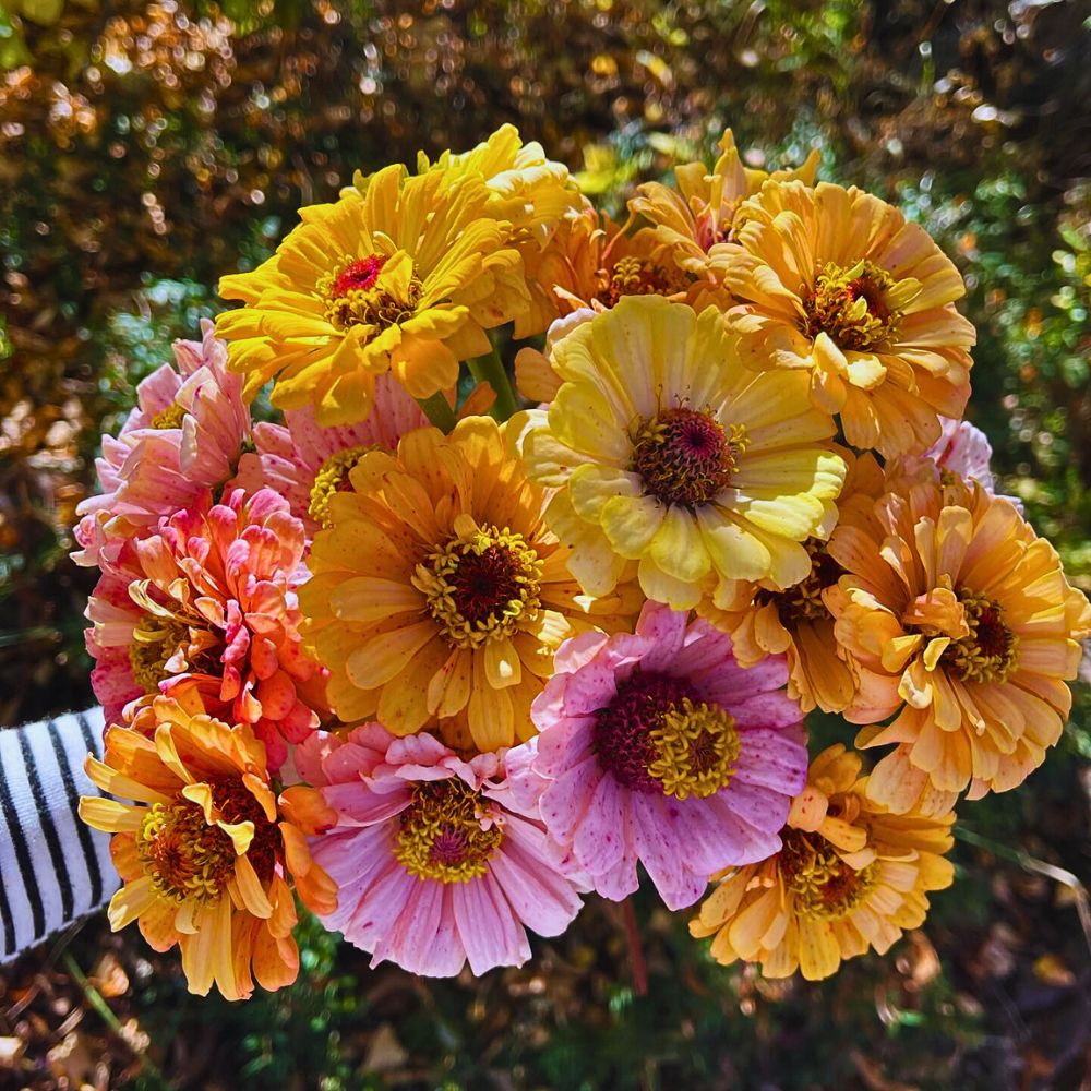 Typical Autumn Flowers That You Can Try in Your Designs