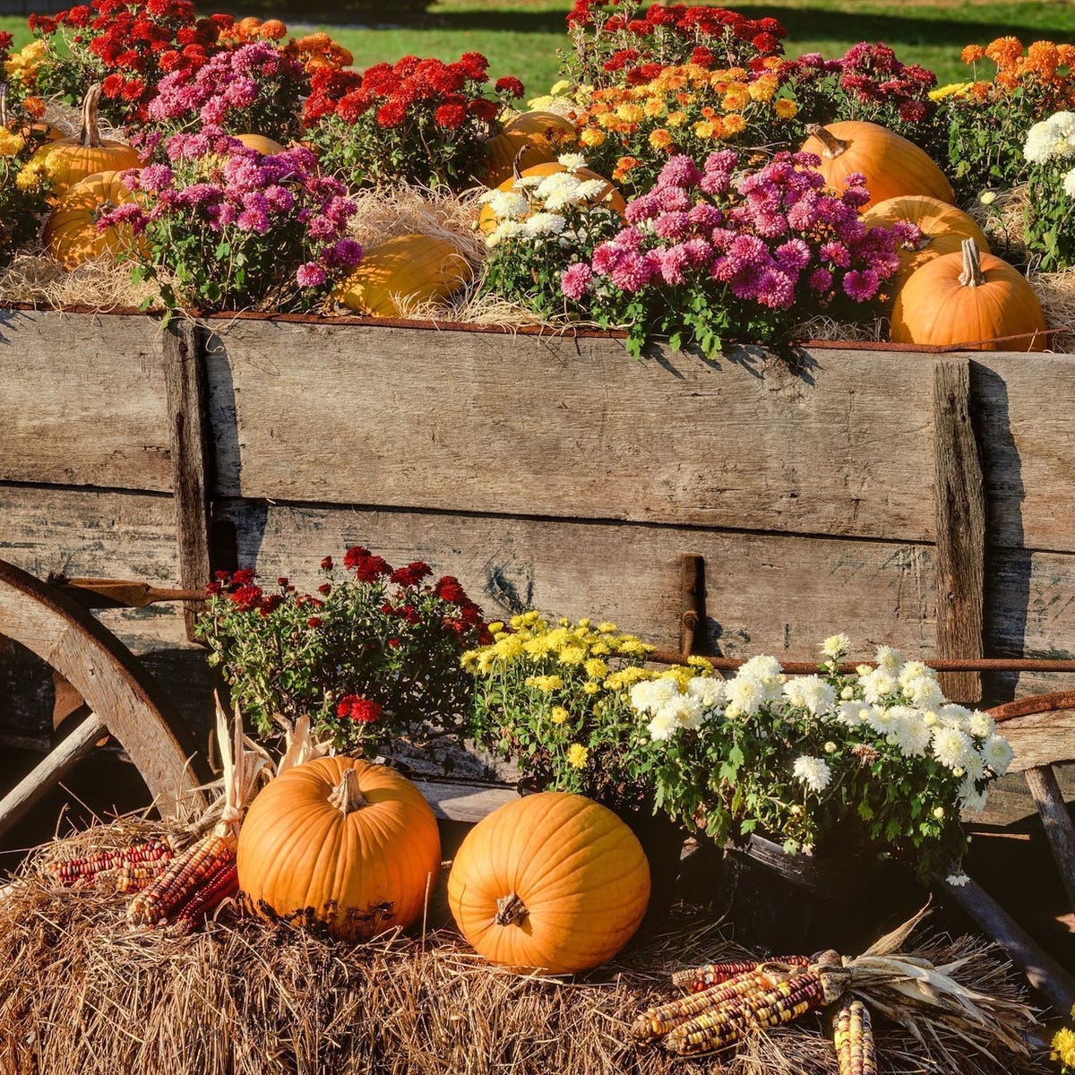 Best Fall Flowers for a Stunning Autumn Garden