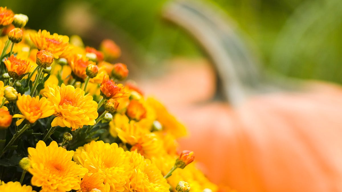 What to Plant in October and November