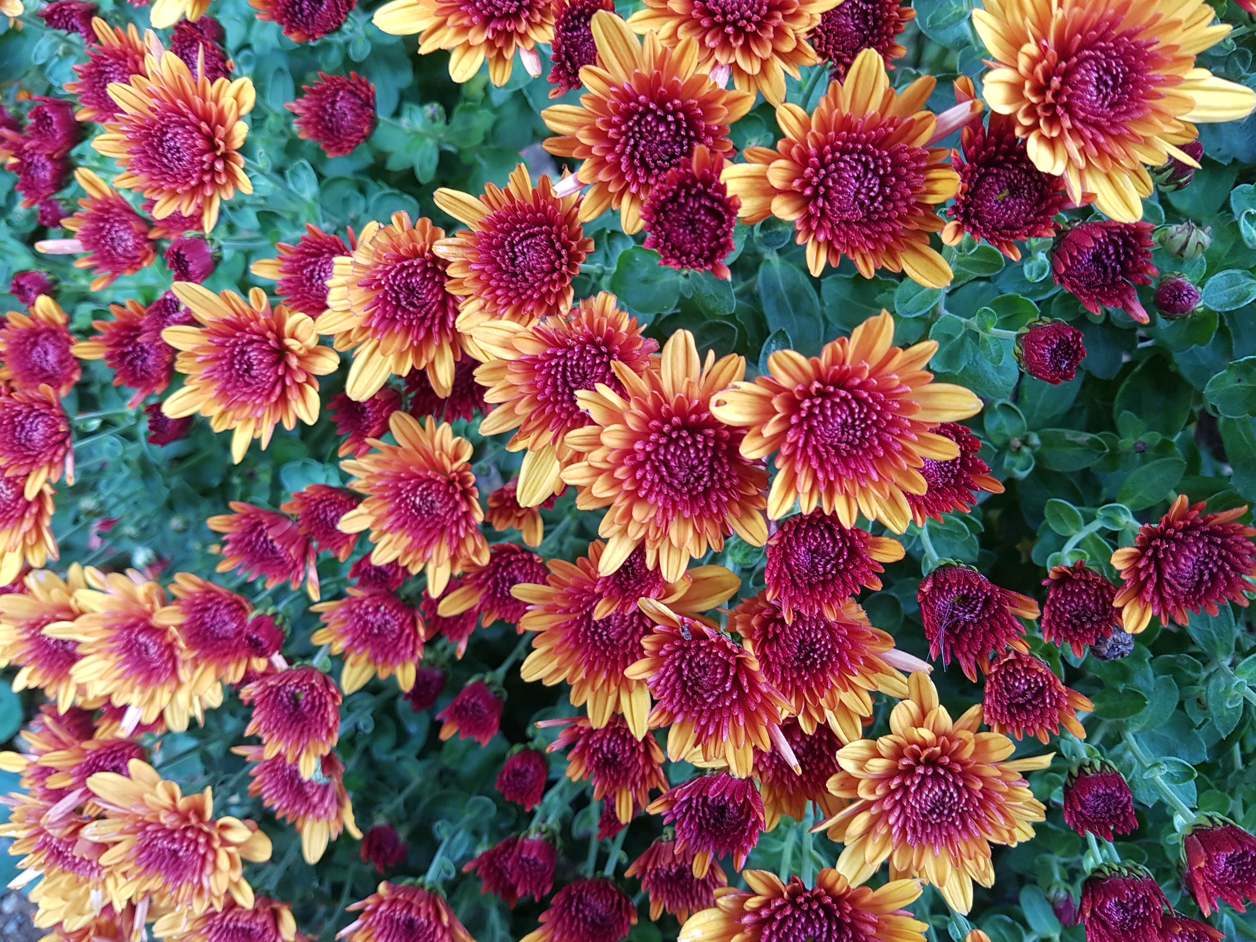 Free Image, petal, autumn, botany, flora, chrysanthemum, floristry, fall flowers, kogiku, free picture, flower wallpaper, small yellow flowers, flowering plant, daisy family, asterales, annual plant, land plant, chrysanths 4032x3024