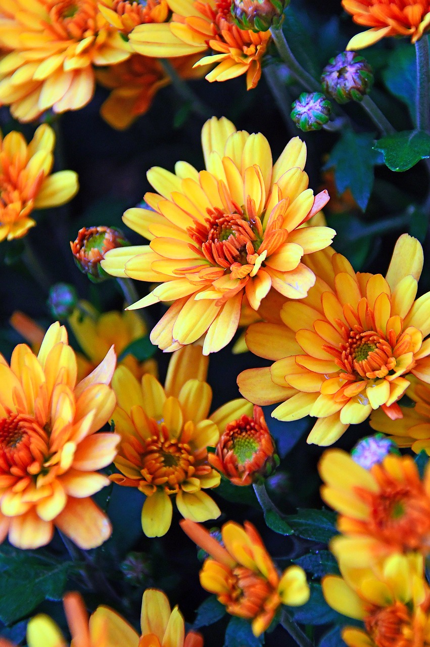 Autumn Flower Chrysanthemum
