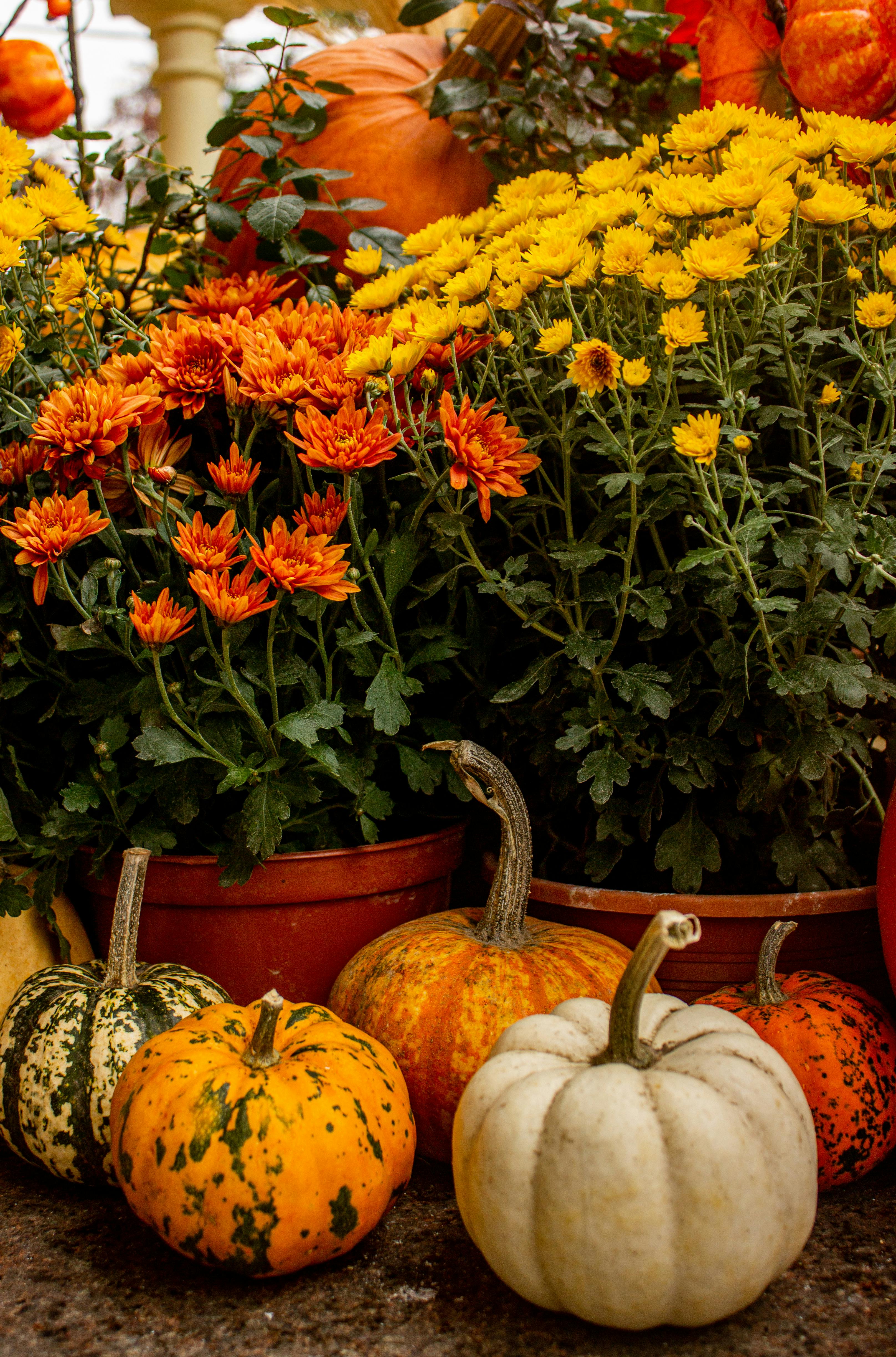 Autumn Flowers Photo, Download The BEST Free Autumn Flowers & HD Image