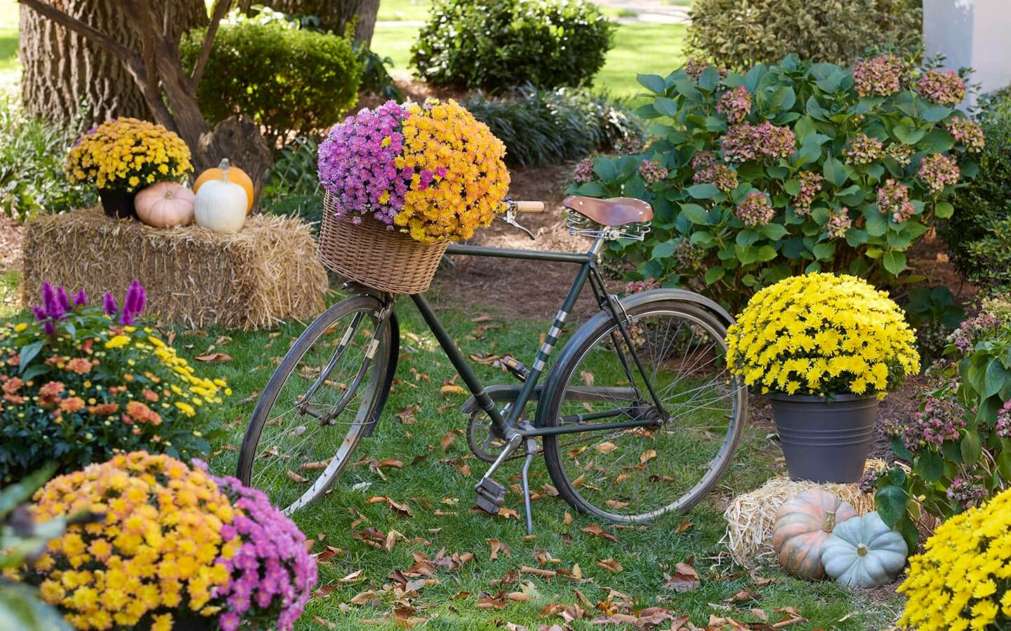 Favorite Fall Flowers and Plants for Your Garden Home Depot