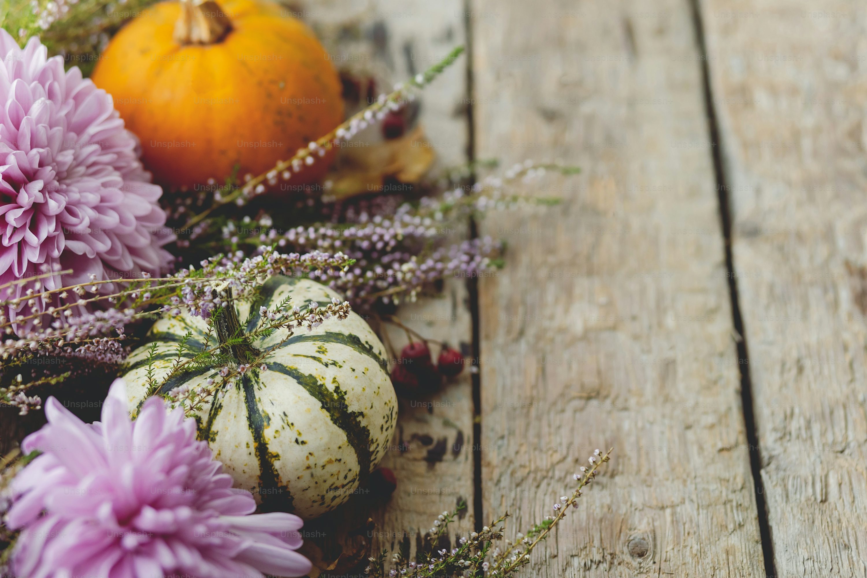 Fall Flowers Picture. Download Free Image