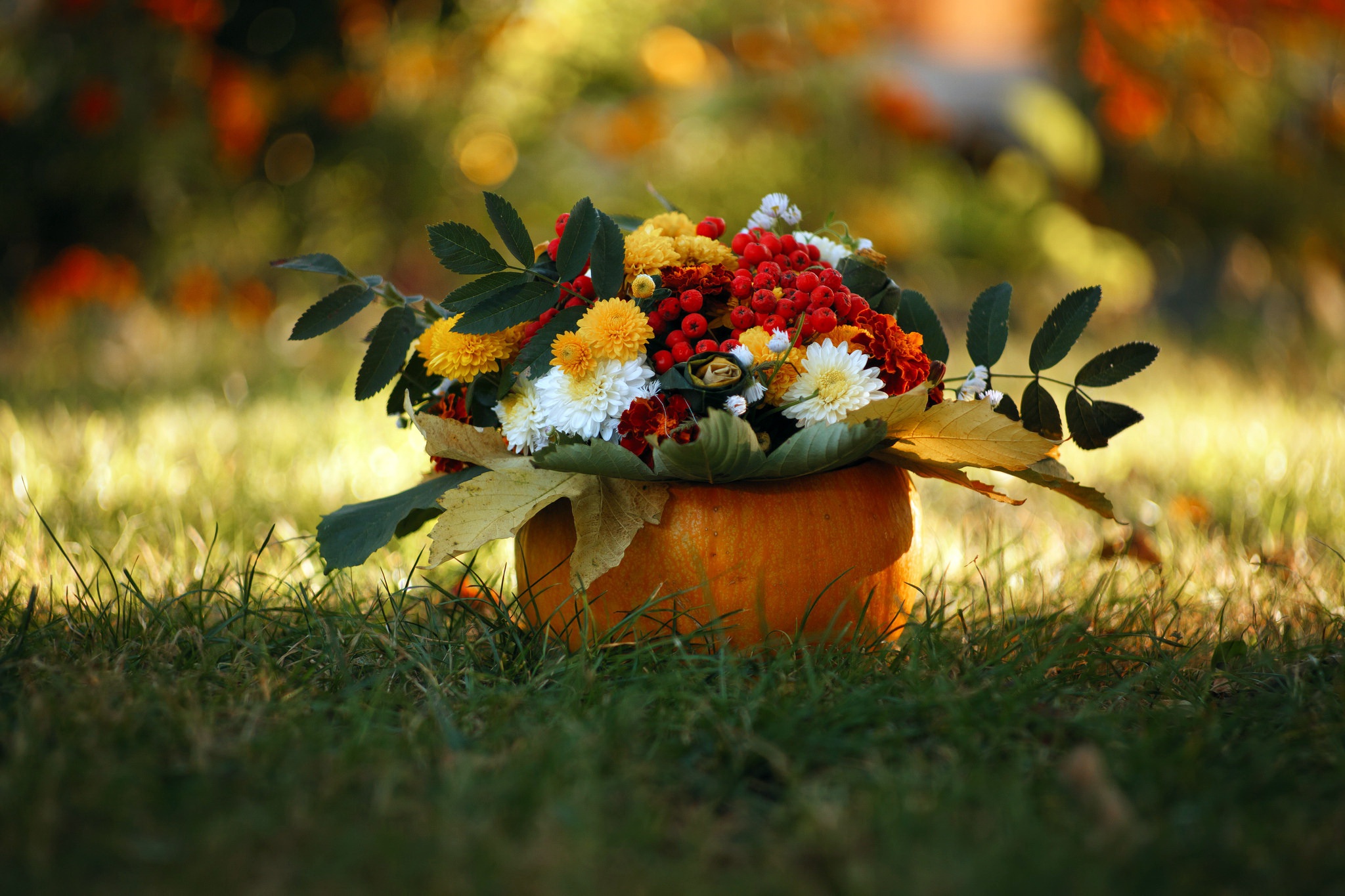 Wallpaper autumn, flowers, nature for mobile and desktop, section цветы, resolution 2048x1365