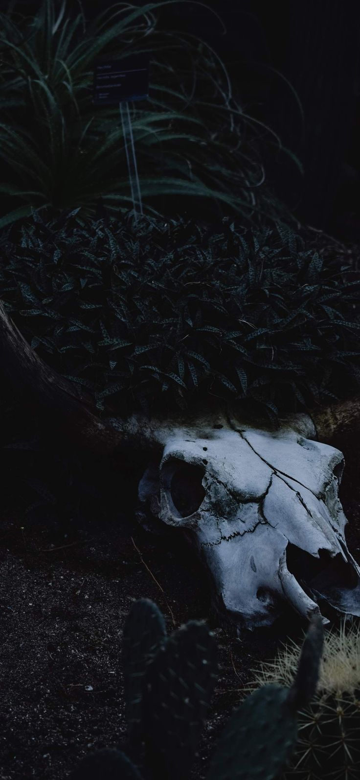 Halloween Wallpaper Spooky Aesthetic Halloween Wallpaper for iPhone