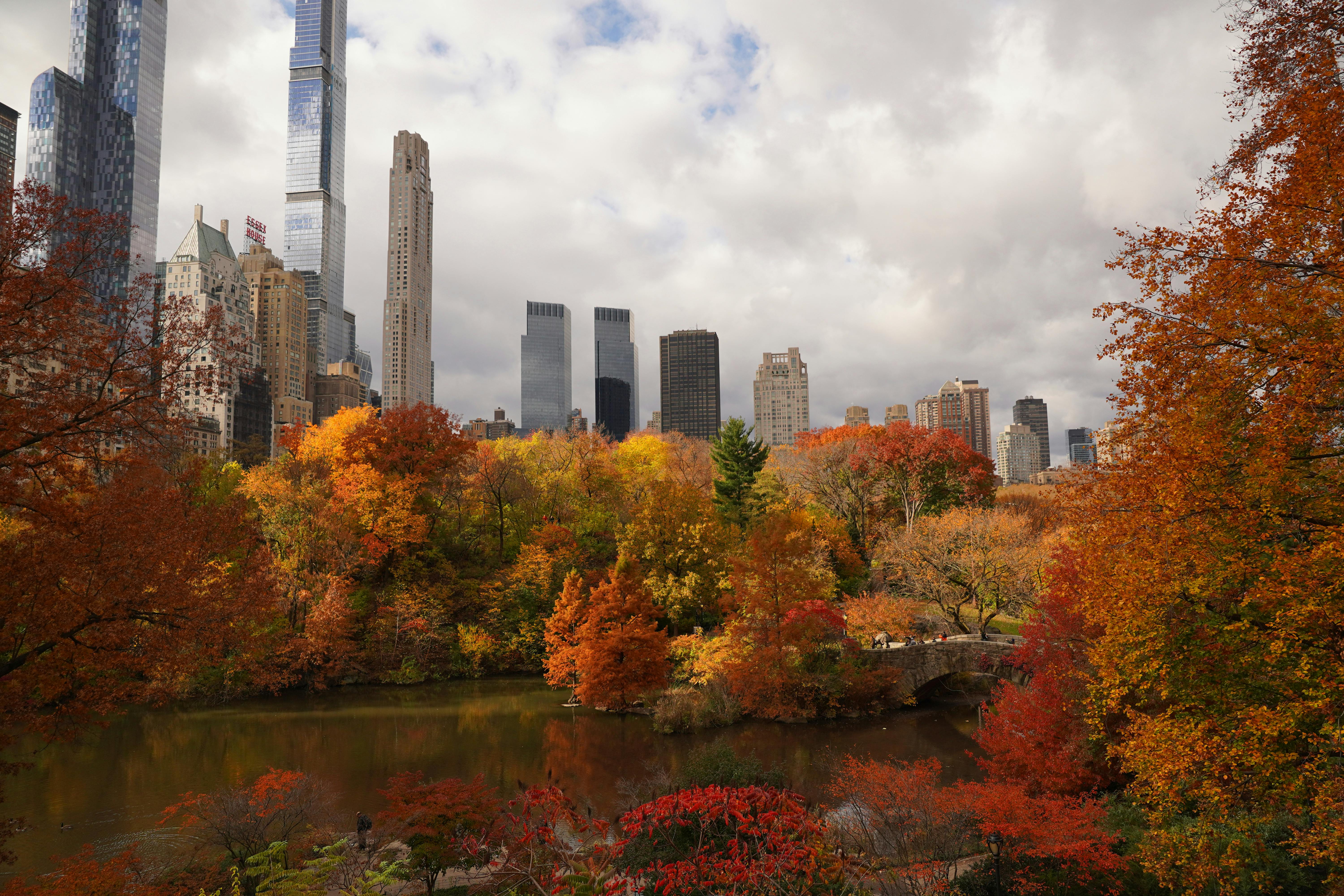An Autumn Trees Near the City Buildings Under the White Clouds · Free