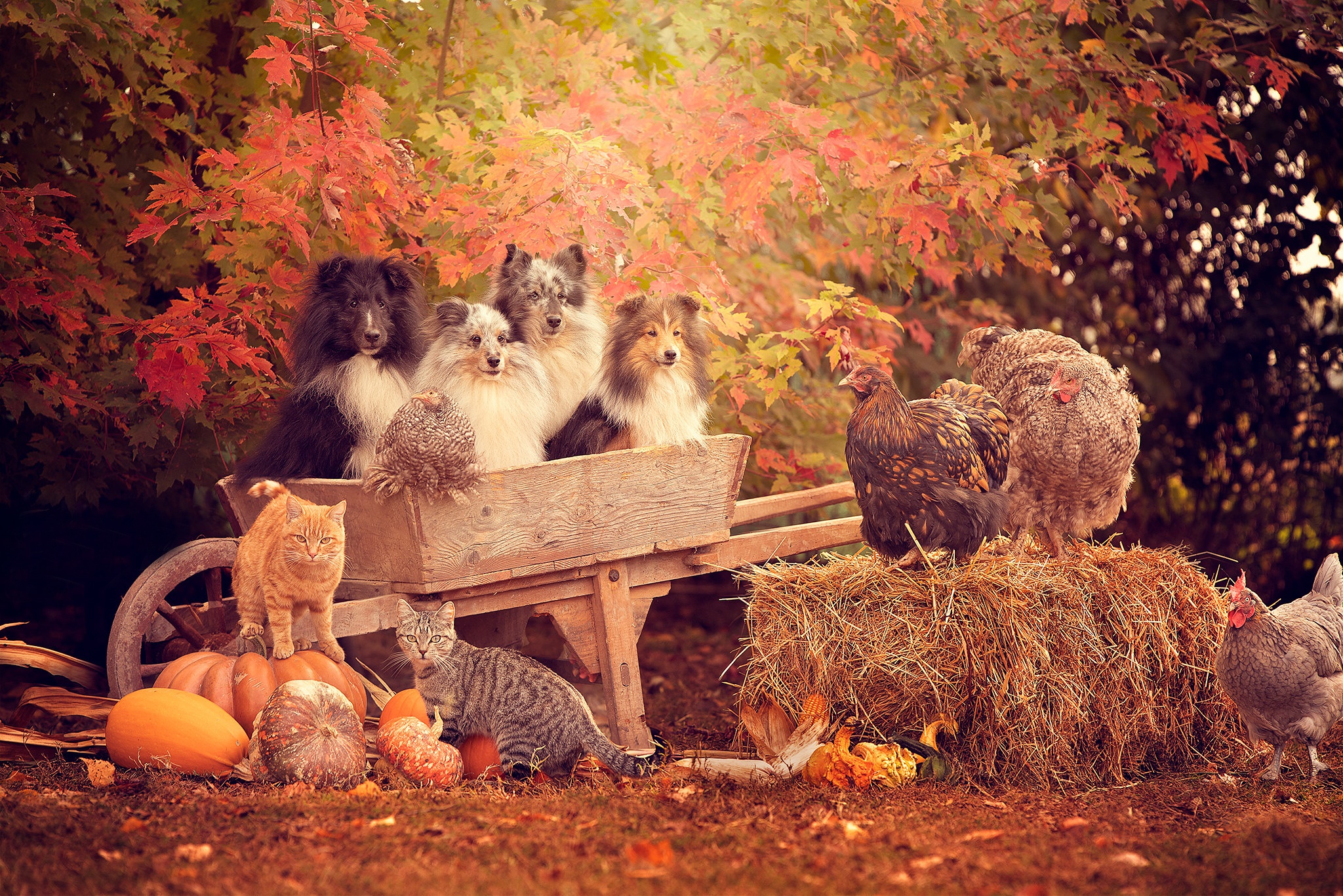 Wallpaper autumn, cat, cat, trees, dog, cars, hay, pumpkin for mobile and desktop, section животные, resolution 2048x1366