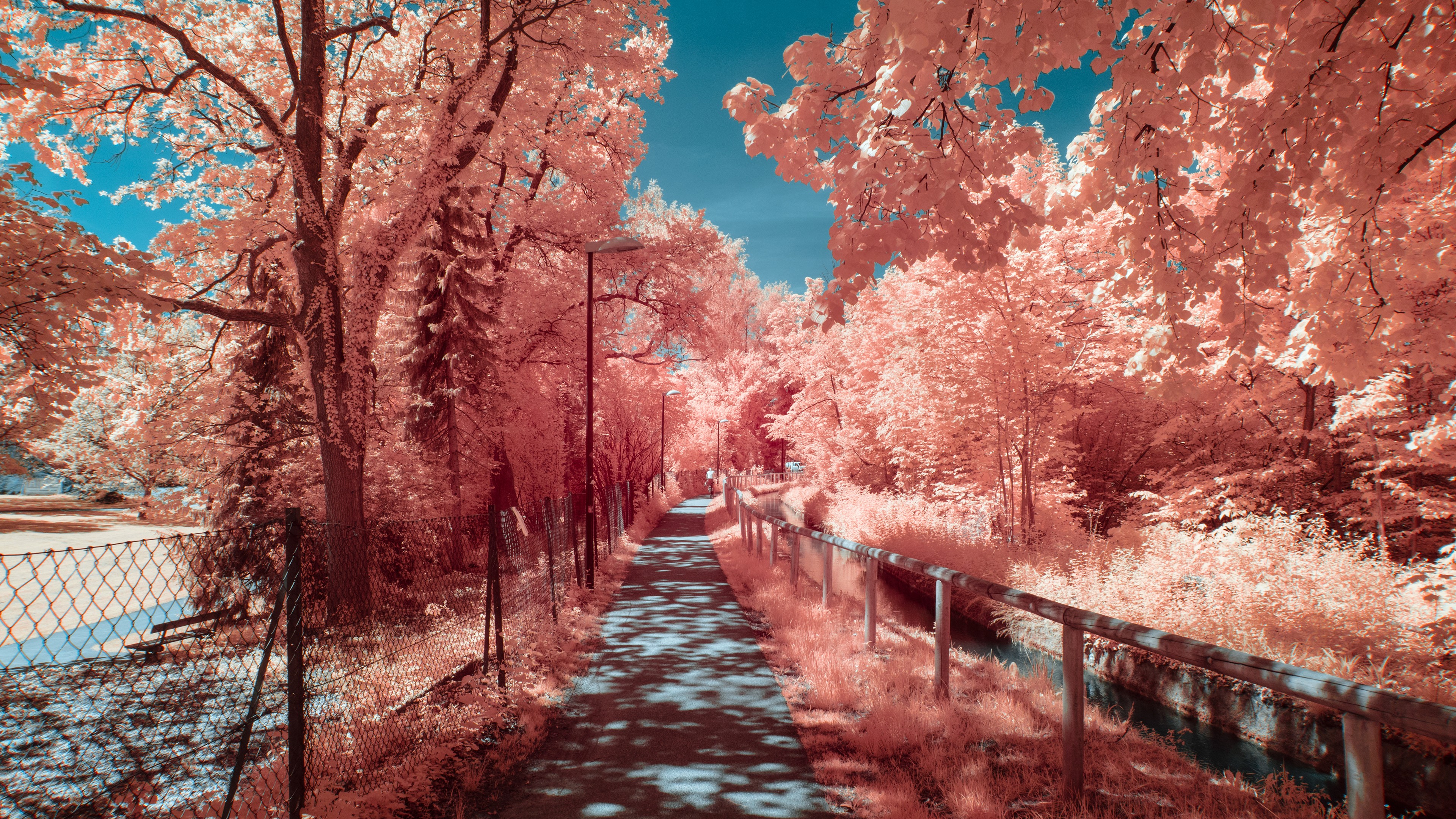 Path Between Light Orange Autumn Trees With Reflection 4K HD Nature Wallpaper