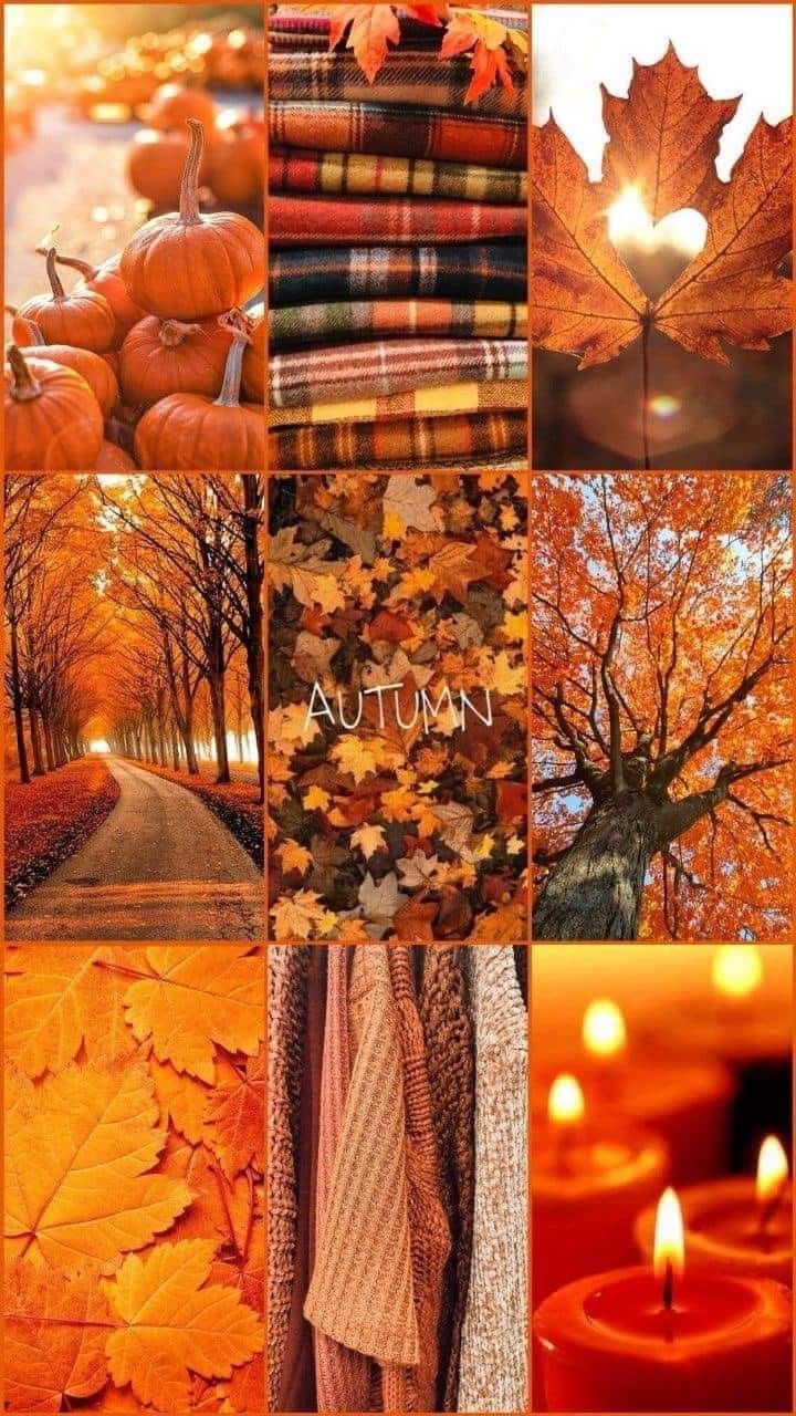 Cute Fall Wallpaper with Autumn Collage
