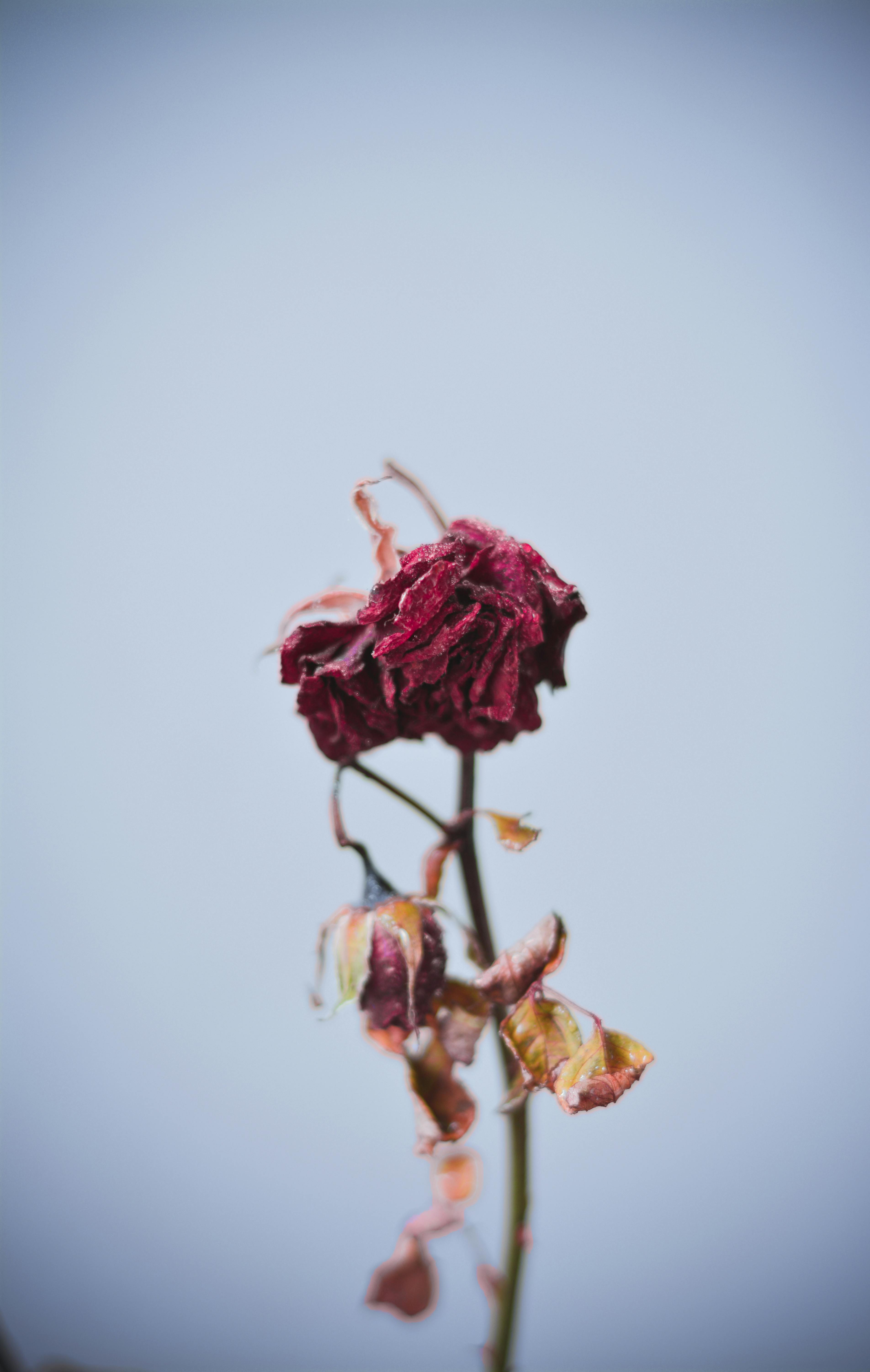 Dead Flowers Photo, Download The BEST Free Dead Flowers & HD Image