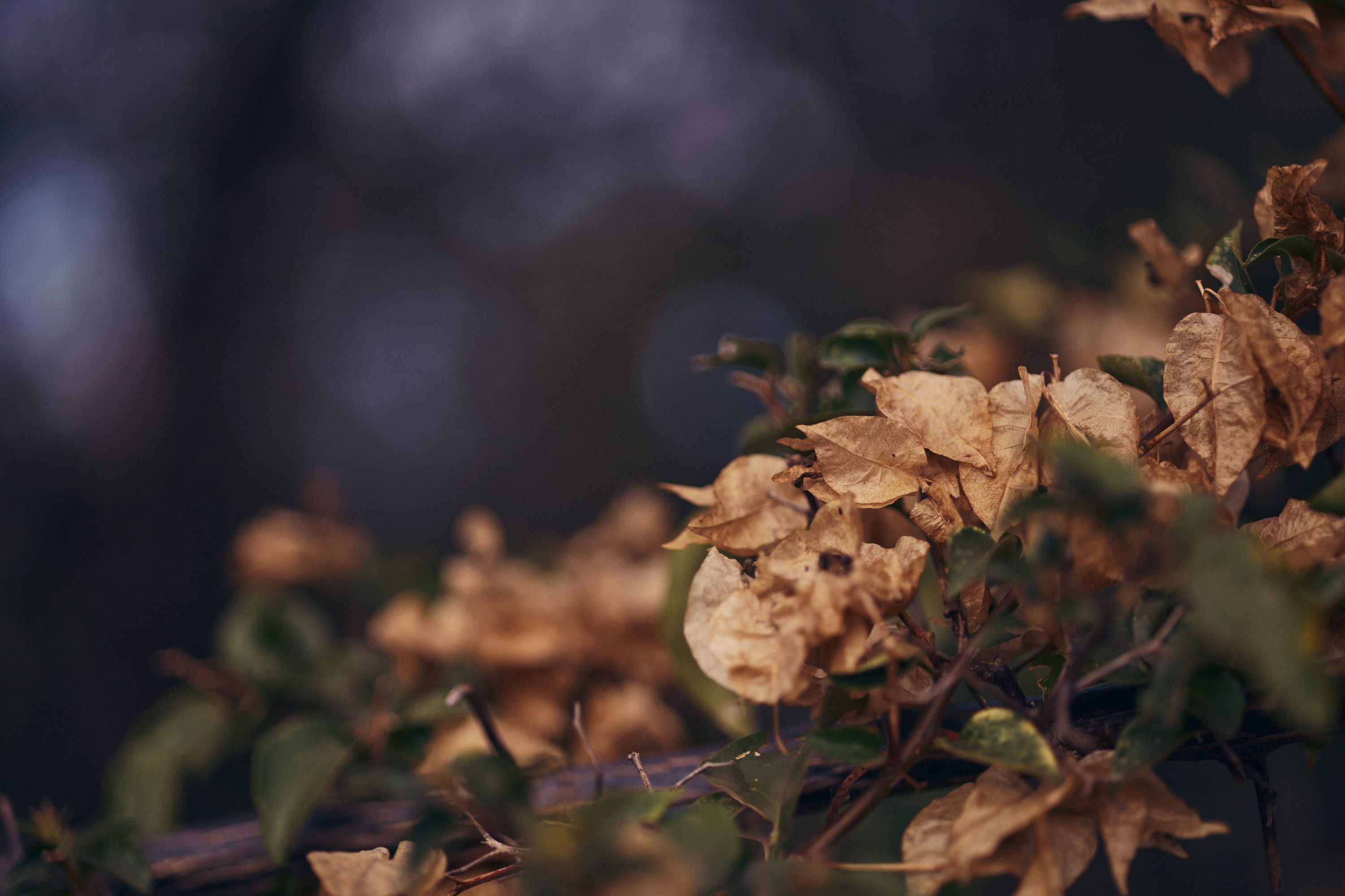Dried flowers and leaves against a dark background. photo
