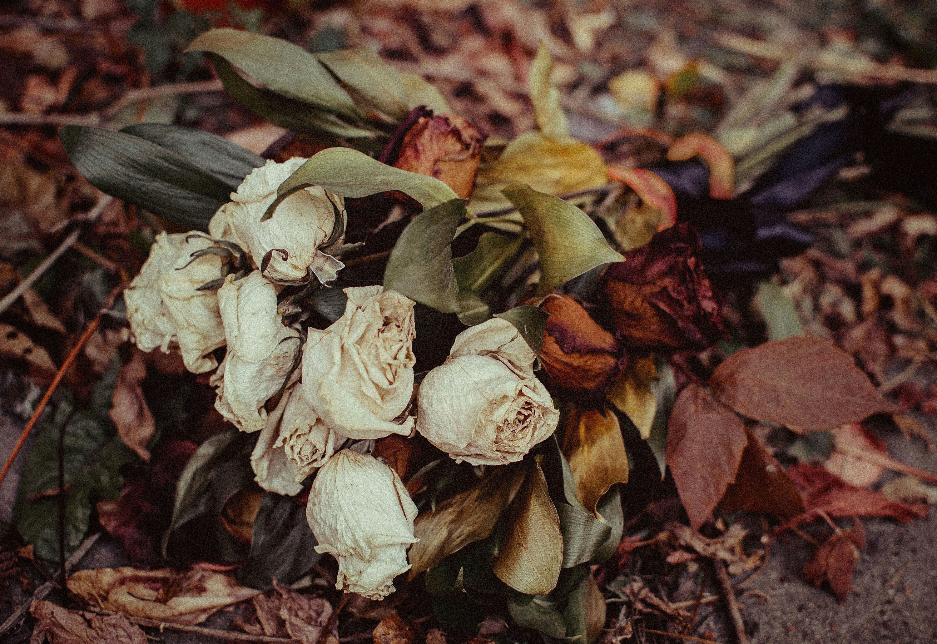 A close up of a flower photo