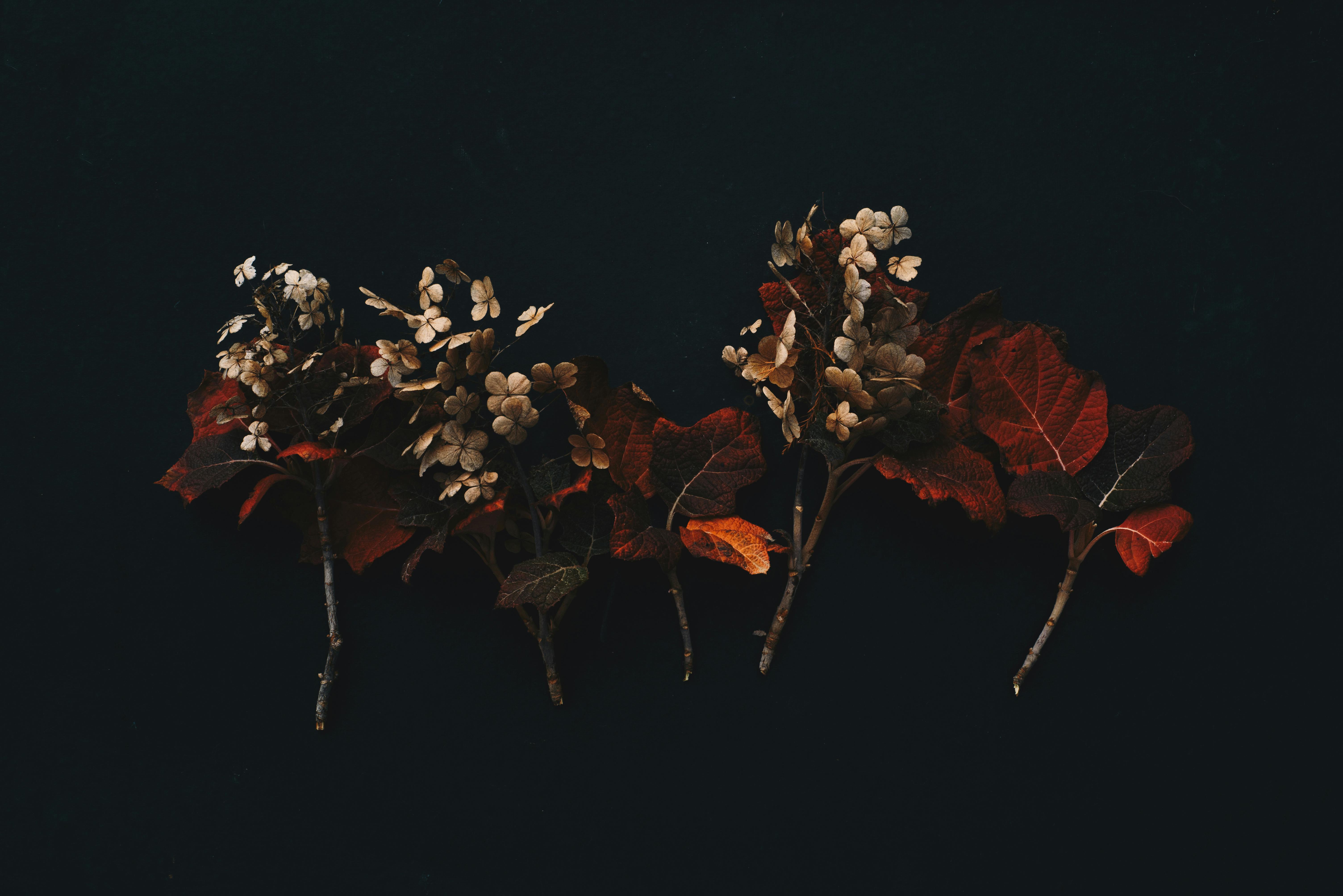 Flowers on Black Background · Free