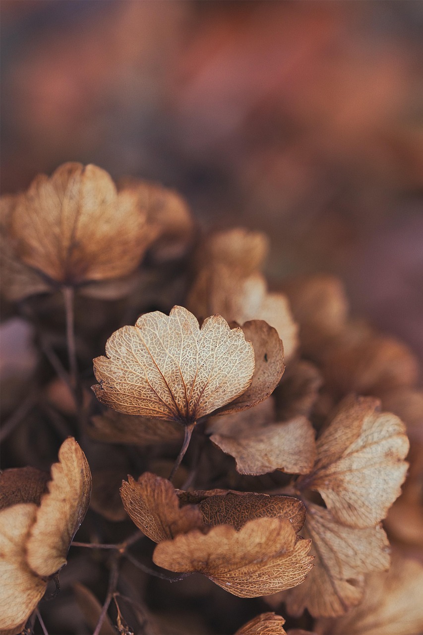 Hydrangea Dried Flowers