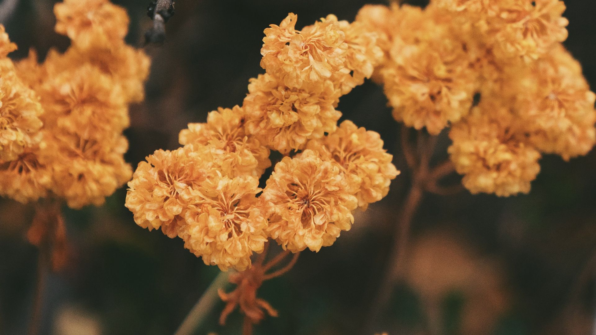 Download wallpaper 1920x1080 dried flowers, flowers, autumn, dry full hd, hdtv, fhd, 1080p HD background