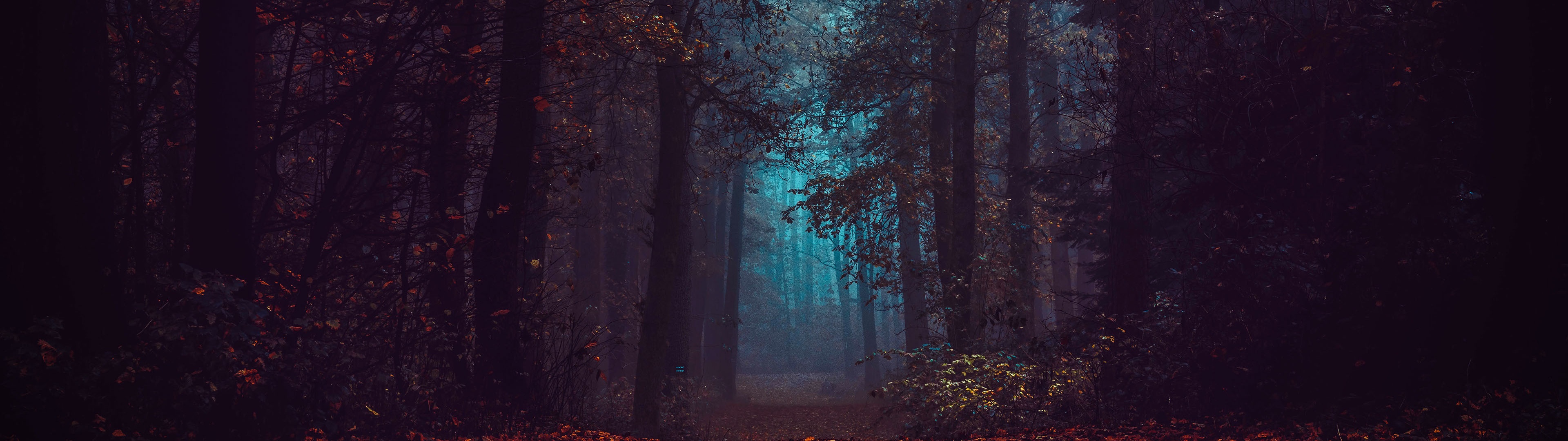Forest Wallpaper 4K, Fall Foliage, Fog, Morning, Dark