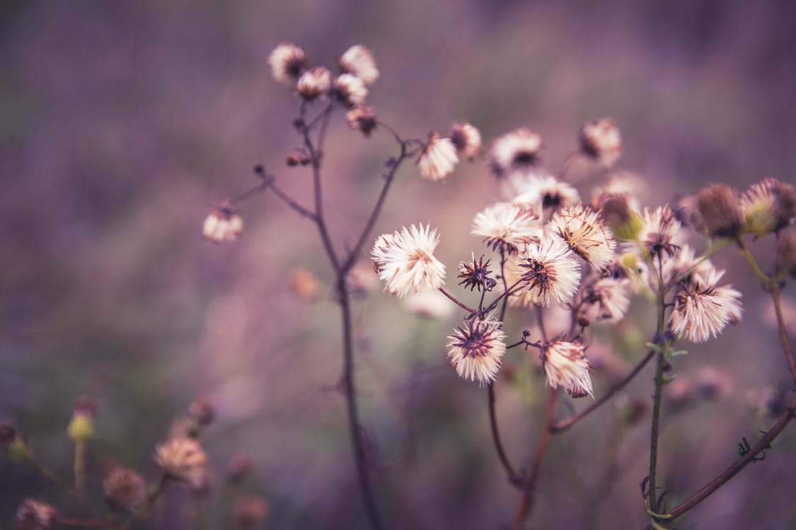 Free of aesthetic picture, ambient light, artistic, autumn, bloom, blossom, blurred background, botanical, calm, close up photo, delicate, dried flowers, earthy tones, elegant, ethereal, fall picture, flora, flora portrait, floral