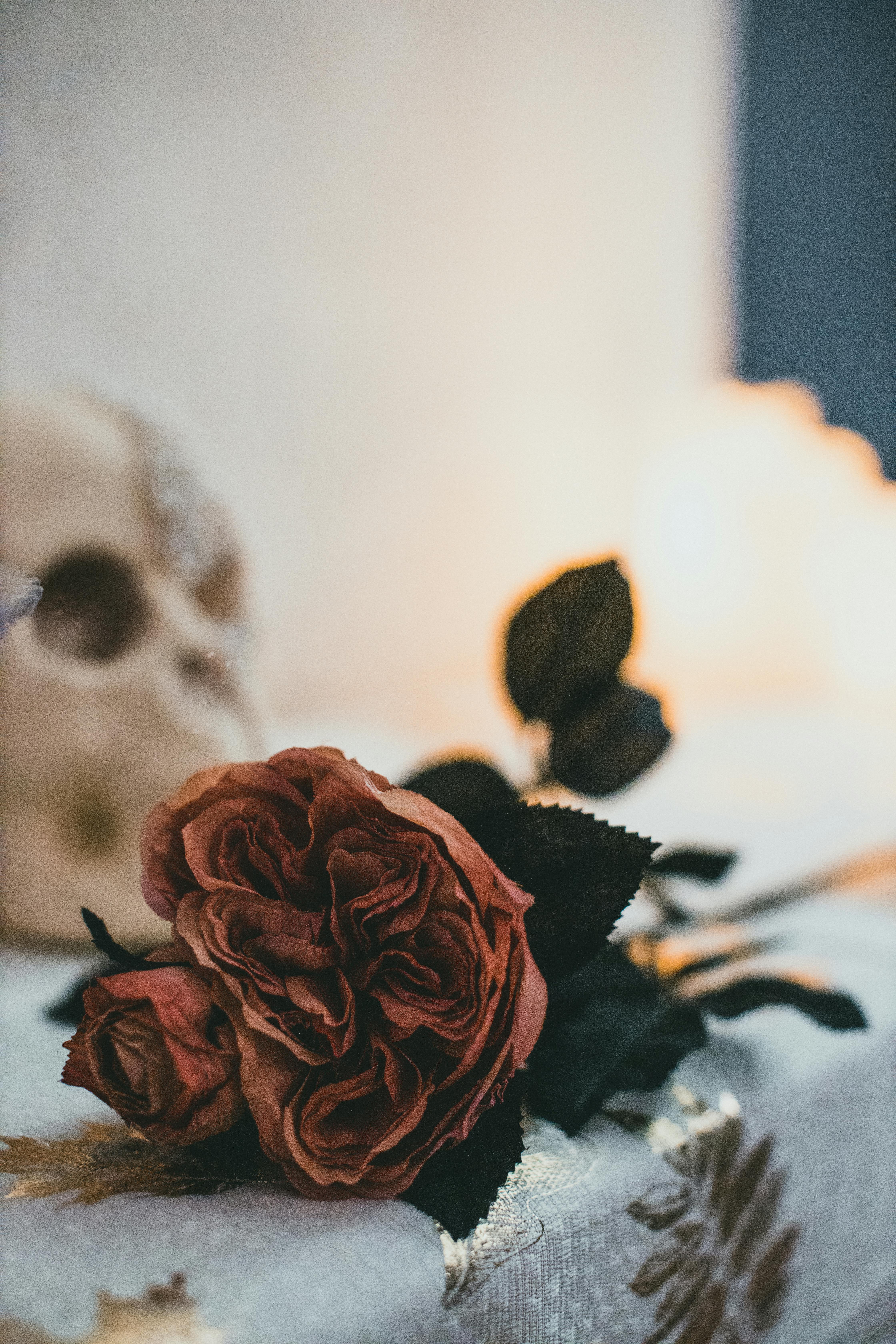 Dead Flowers Photo, Download The BEST Free Dead Flowers & HD Image
