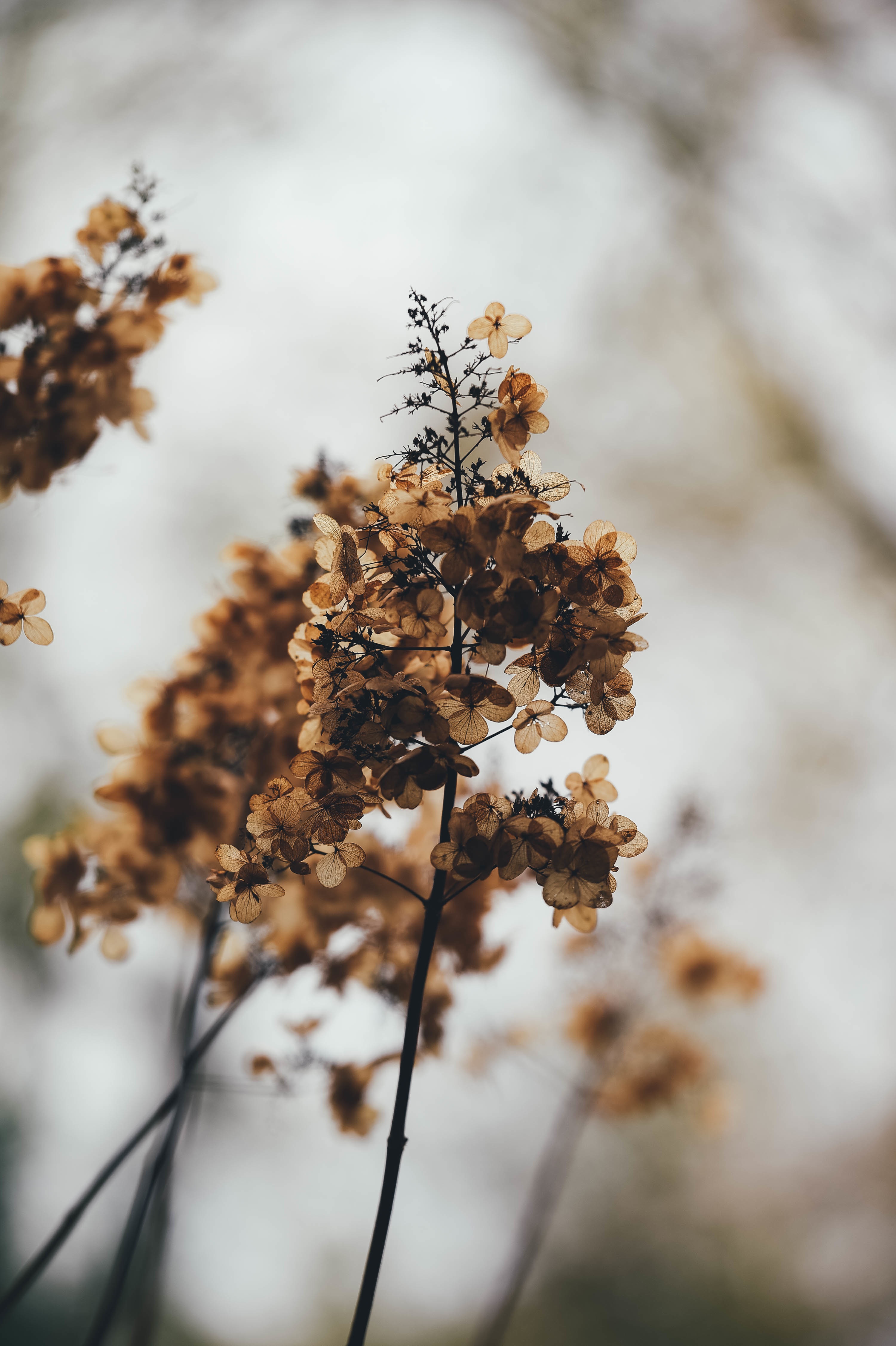 Free Image, tree, nature, branch, blossom, snow, winter, sunlight, morning, leaf, fall, frost, spring, reflection, autumn, soil, botany, flora, hydrangea, season, twig, petal skeleton, dried flower, dead flower, close up, macro