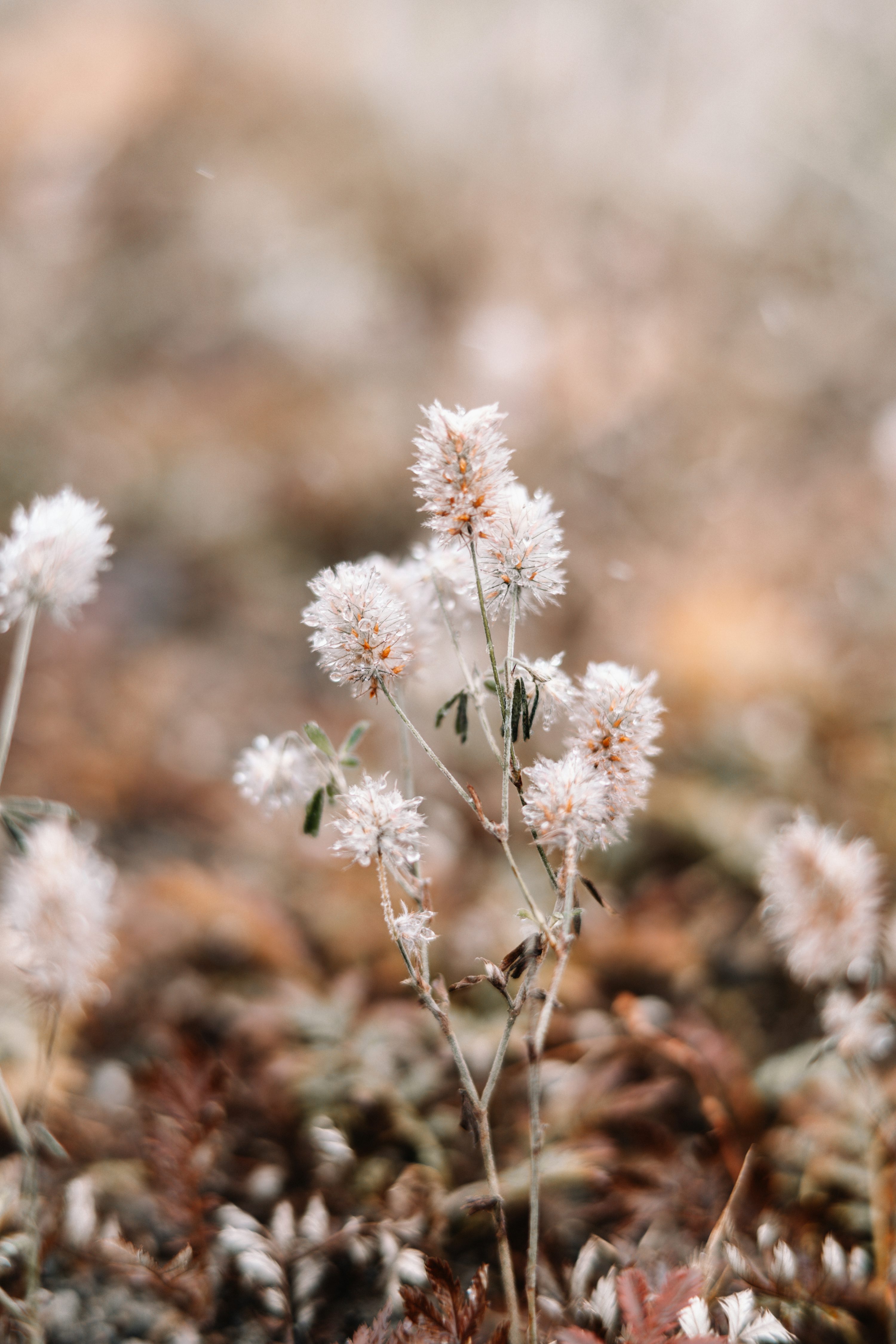 Delicate white flowers bloom in soft, muted autumn foliage. photo