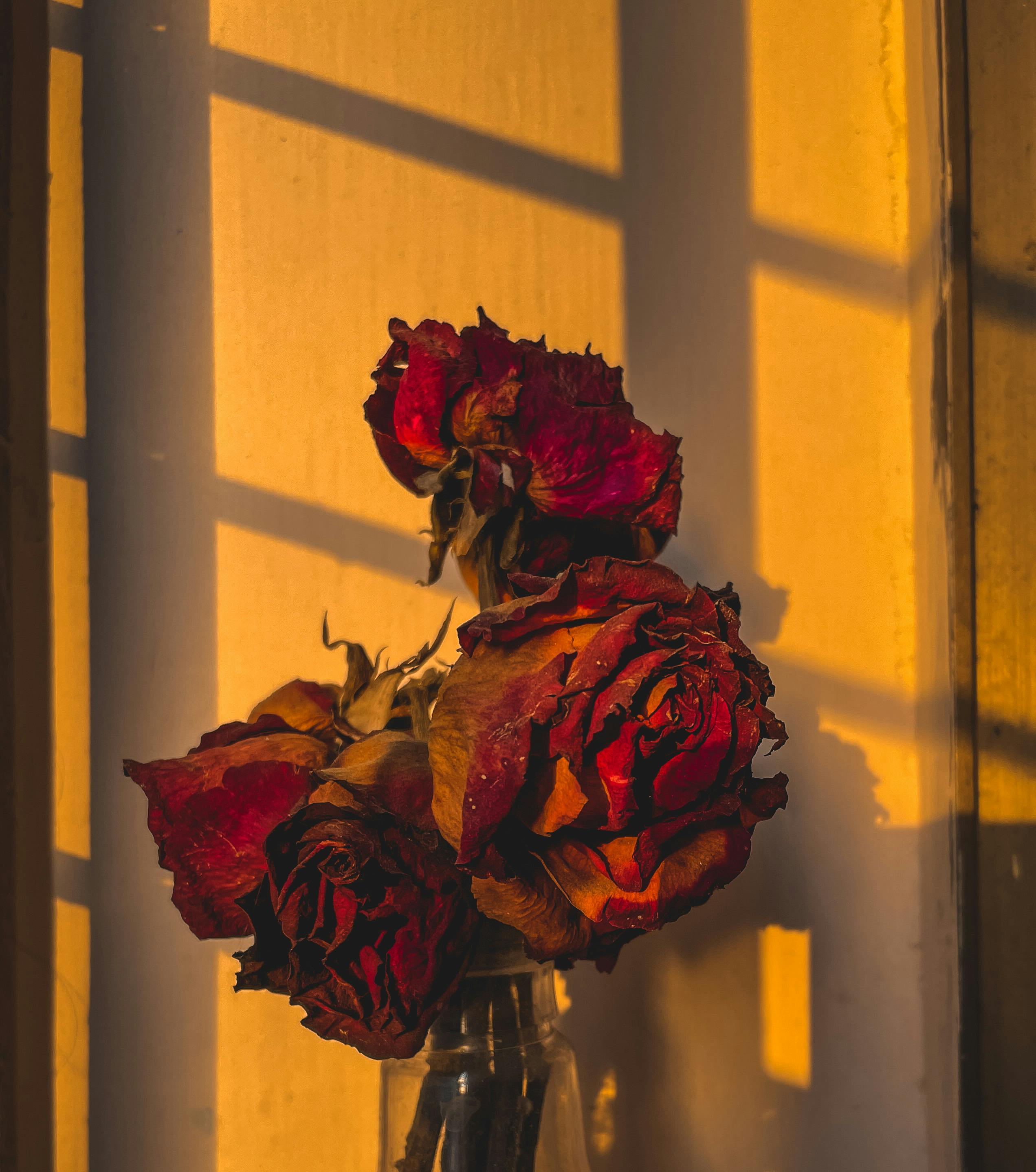 Dead Flowers Photo, Download The BEST Free Dead Flowers & HD Image