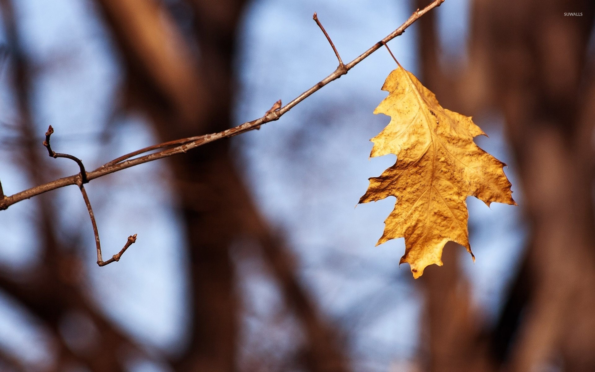 Dead leaf wallpaper wallpaper