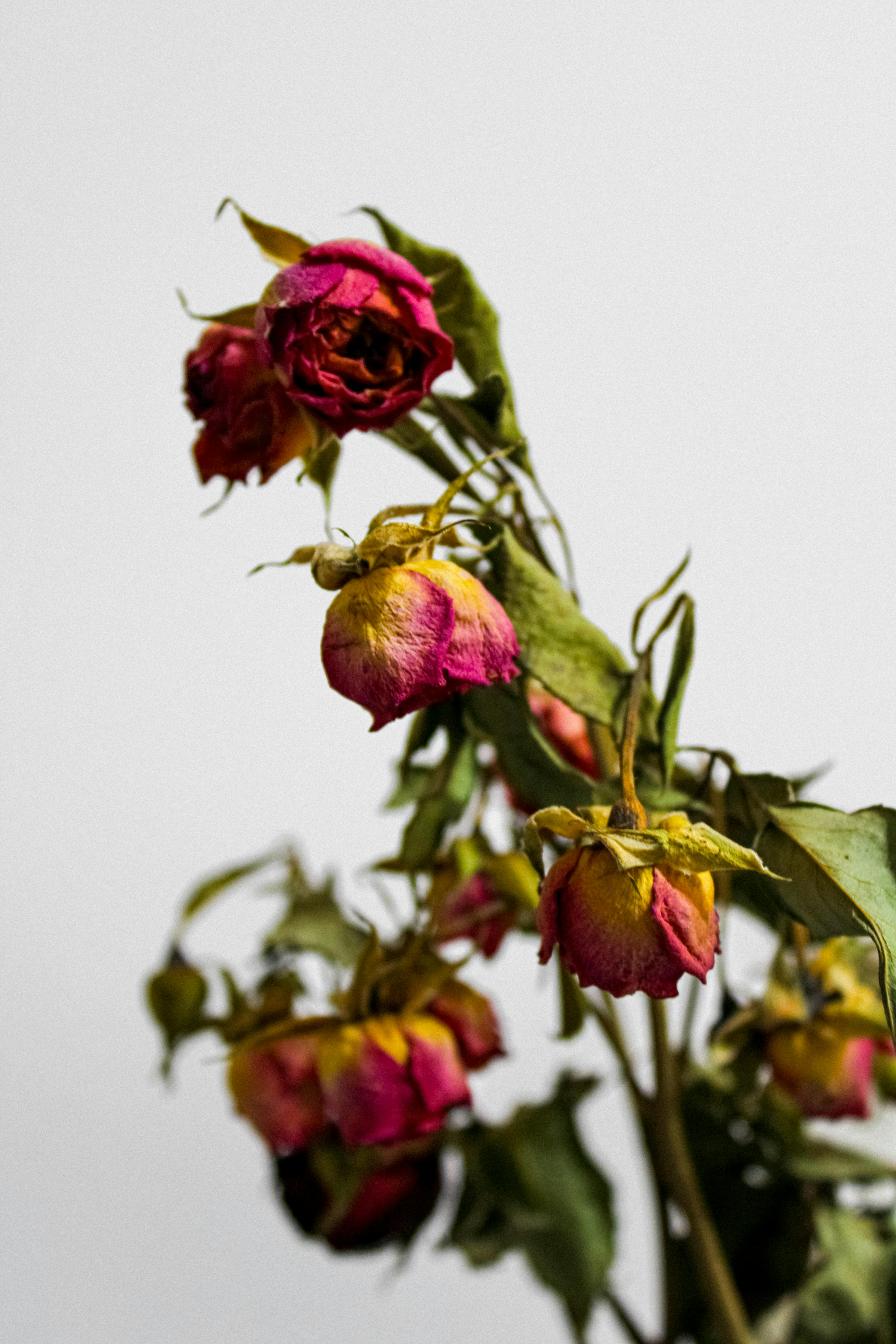 Dead Flowers Photo, Download The BEST Free Dead Flowers & HD Image