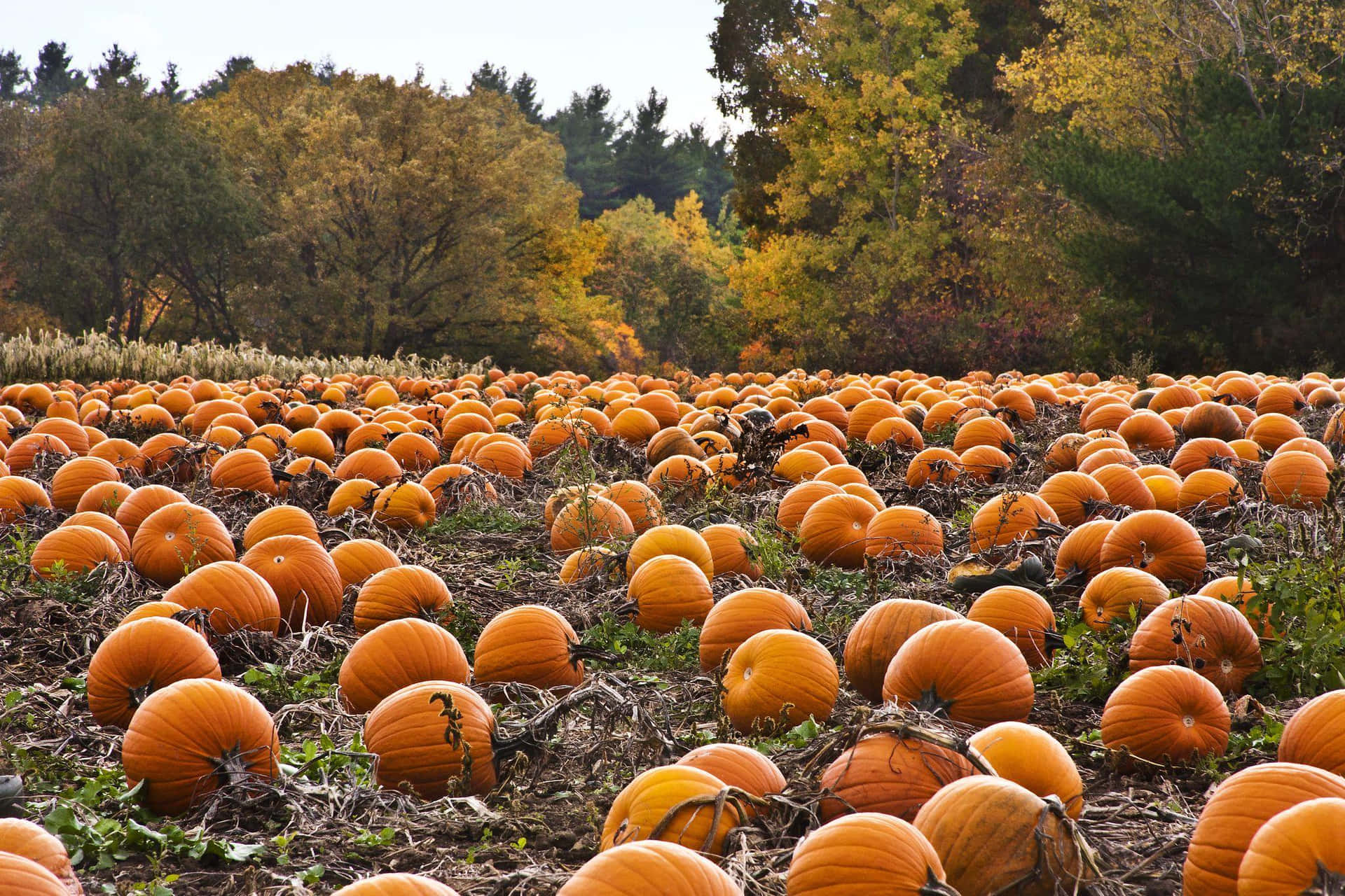 Download Pumpkin Patch Background On Field