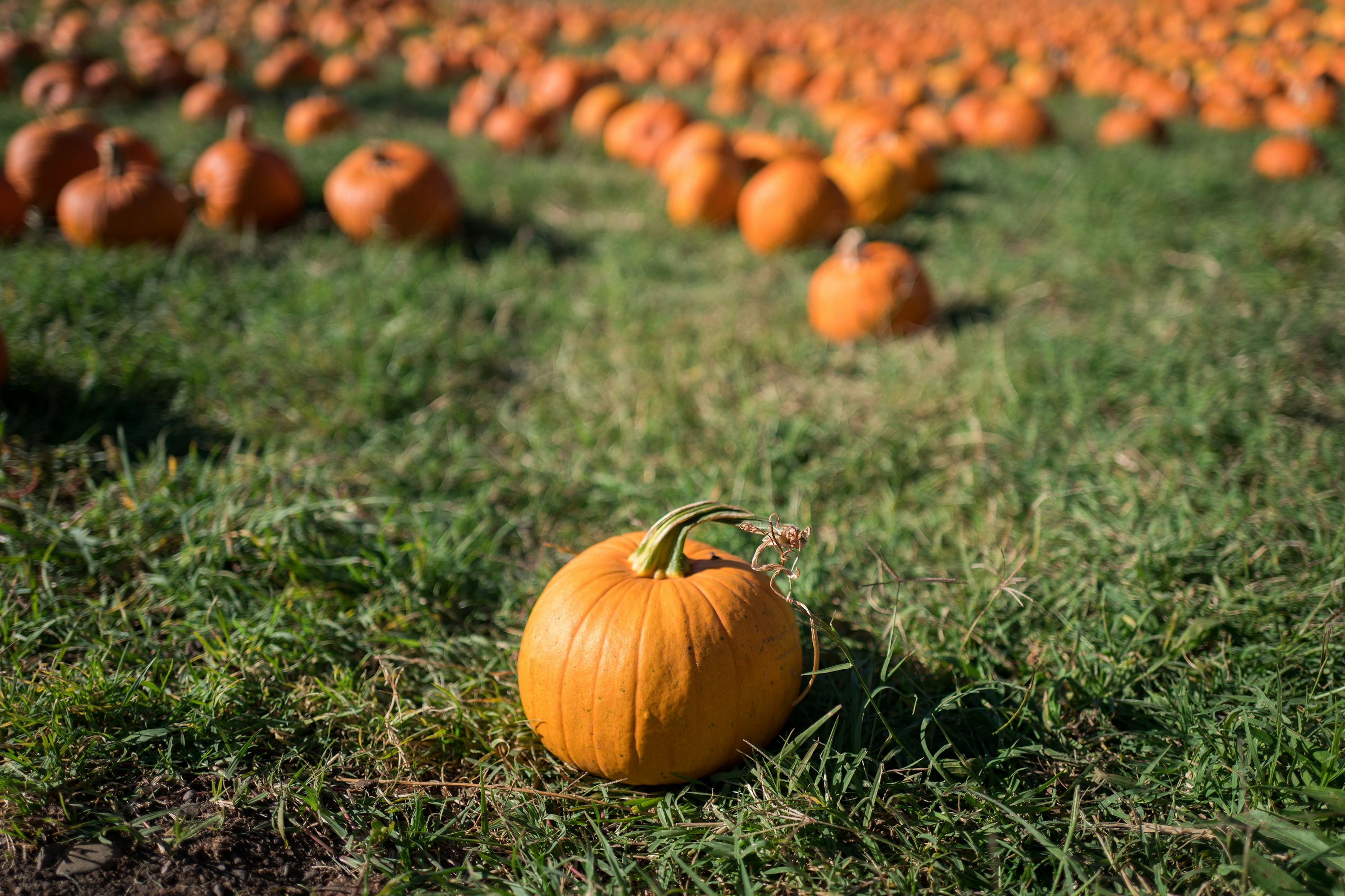 Pumpkin fruit selective focal photo photo