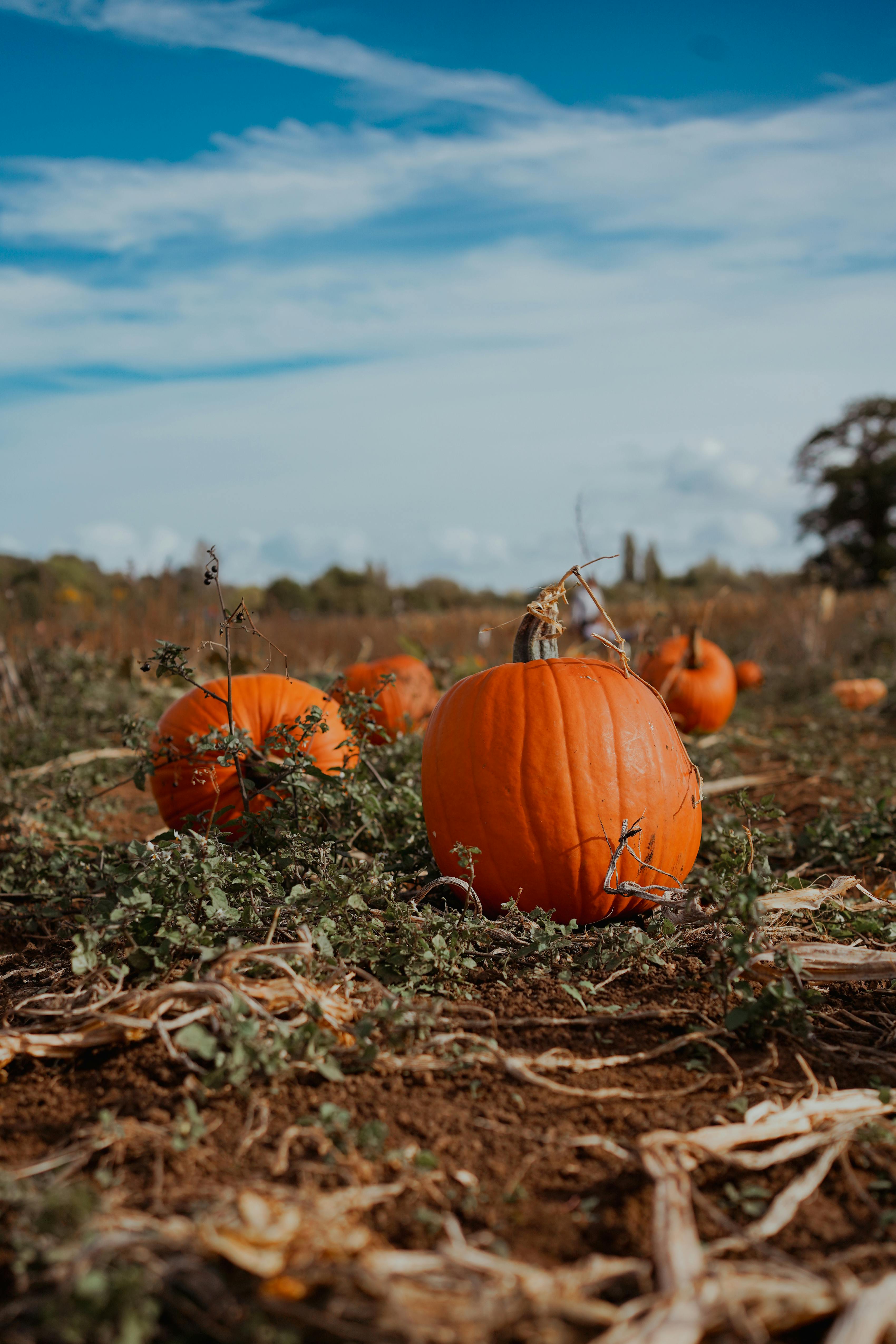 Pumpkins in a Field · Free