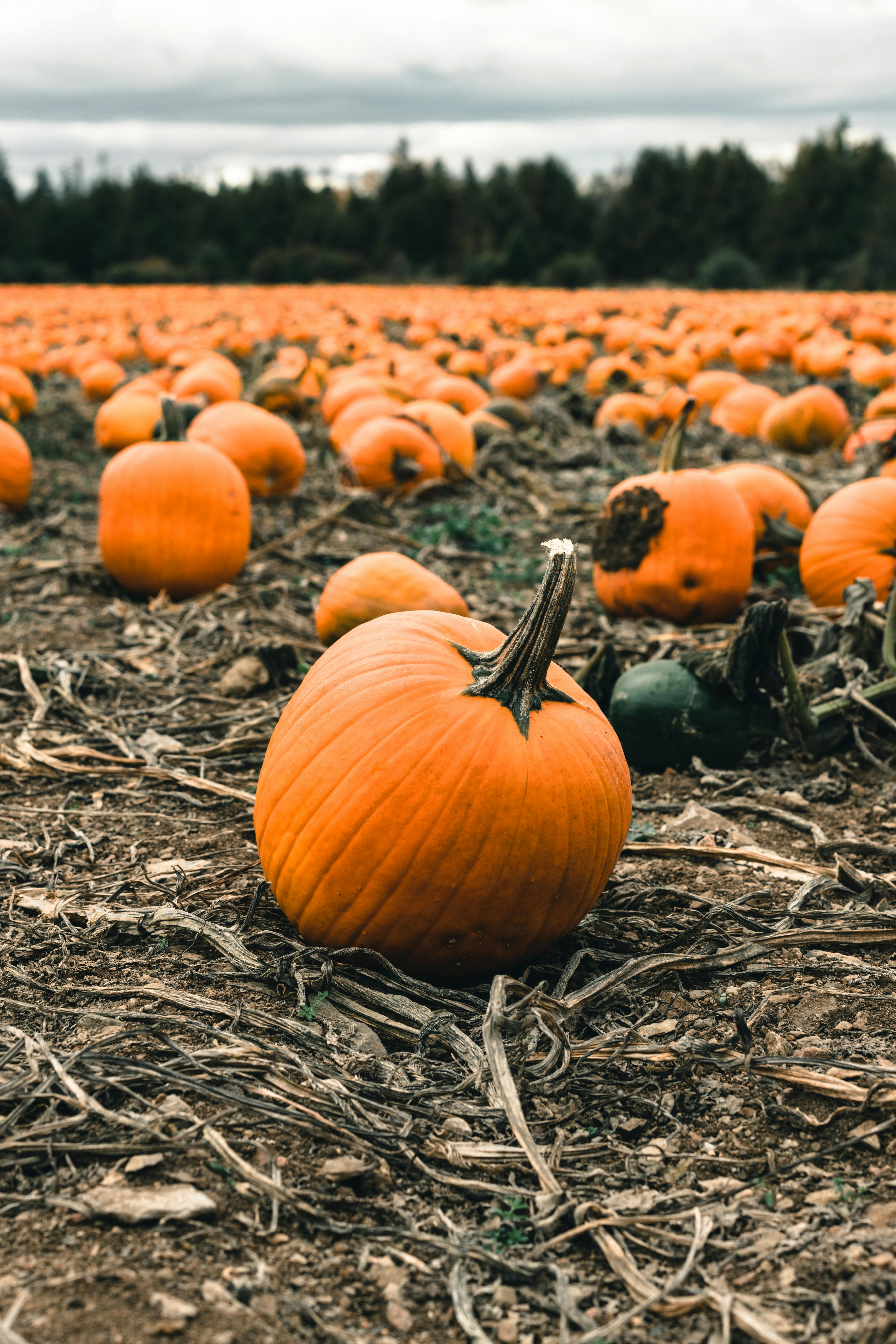 Pumpkin Field Photo, Download The BEST Free Pumpkin Field & HD Image