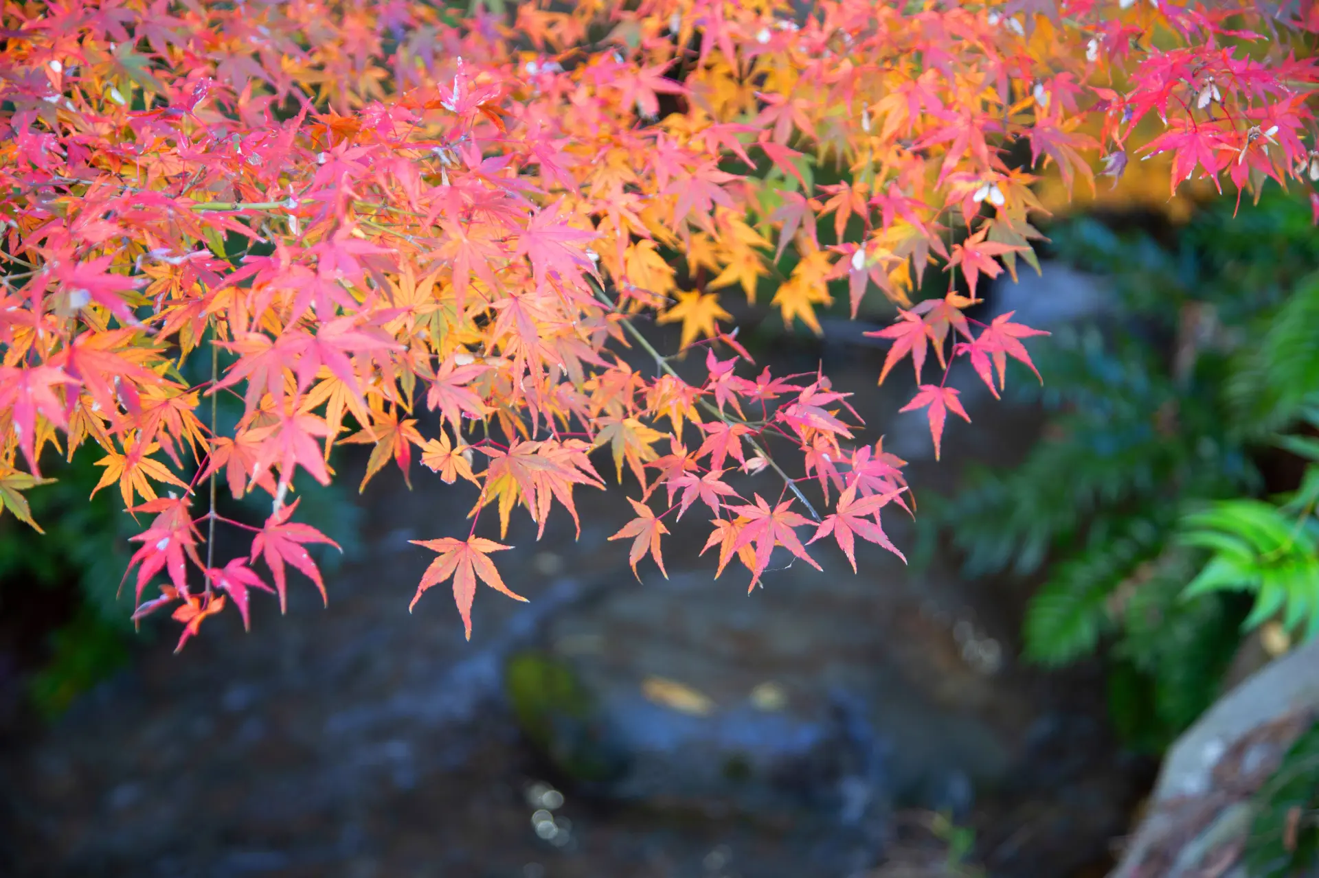 Experience Autumn Foliage and Seasonal Flavors on an Autumn Trip to Fuchu—A Place to Enjoy Plants in All Four Seasons. GOOD LUCK TRIP