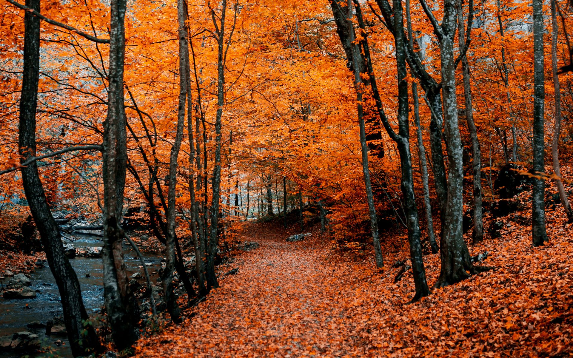 Download wallpaper 1920x1200 autumn, path, foliage, forest, trees, autumn colors widescreen 16:10 HD background