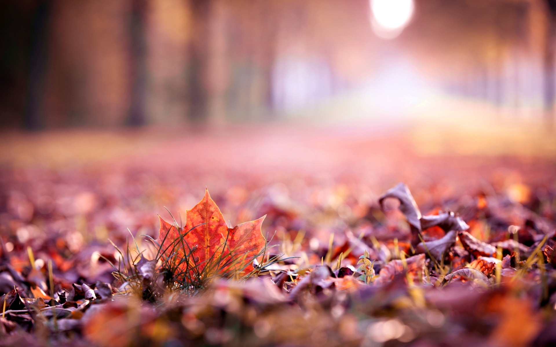 Wallpaper autumn, leaves, macro, widescreen, Wallpaper, blur, beautiful, leaf for mobile and desktop, section макро, resolution 1920x1200