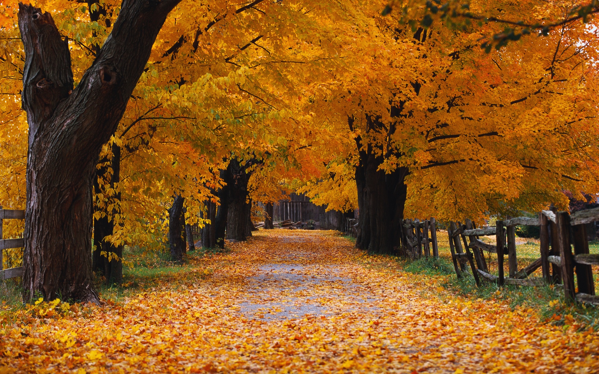 Windows XP Wallpaper 4K, Autumn, Autumn foliage